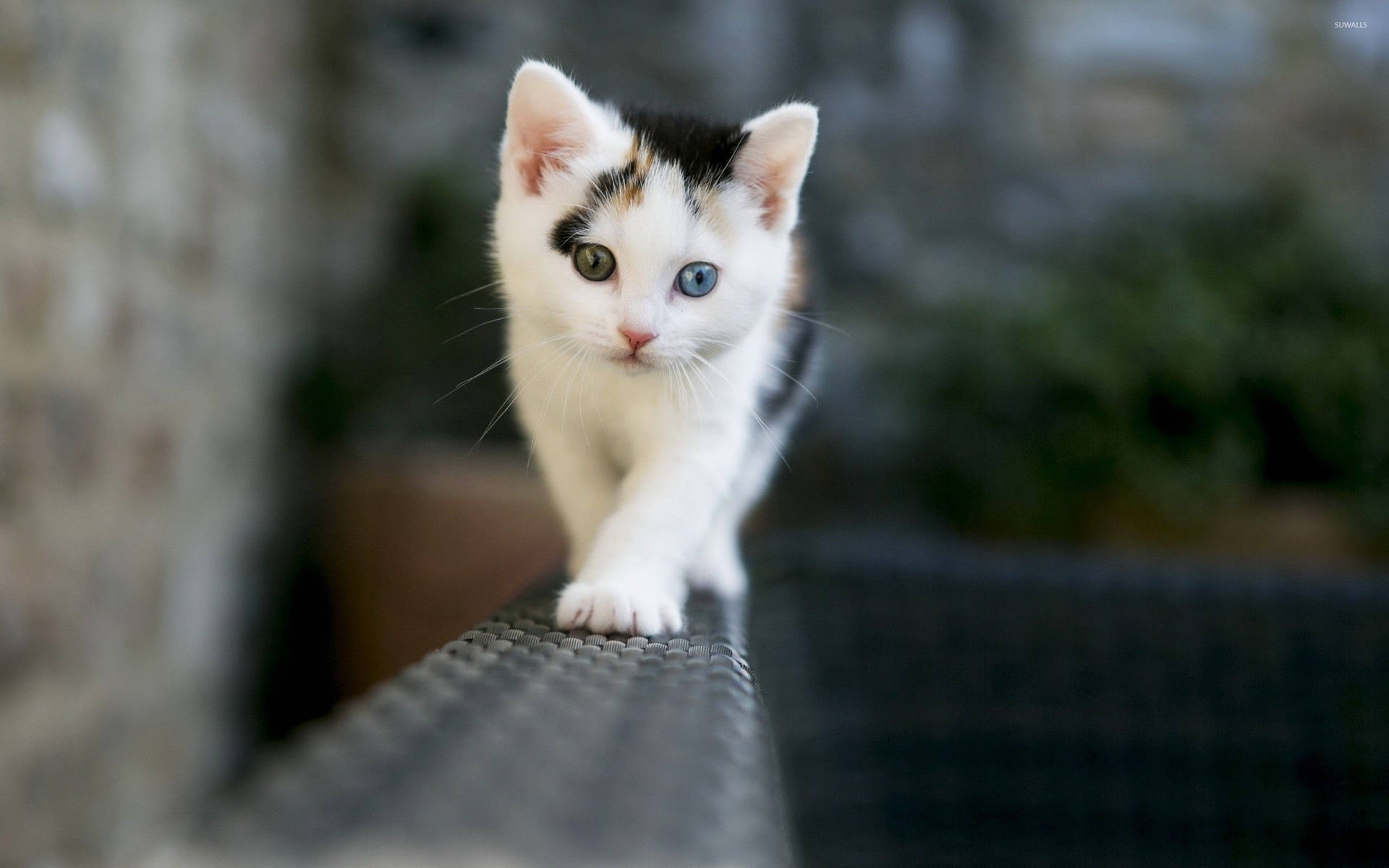 Kitten In Rattan Seat