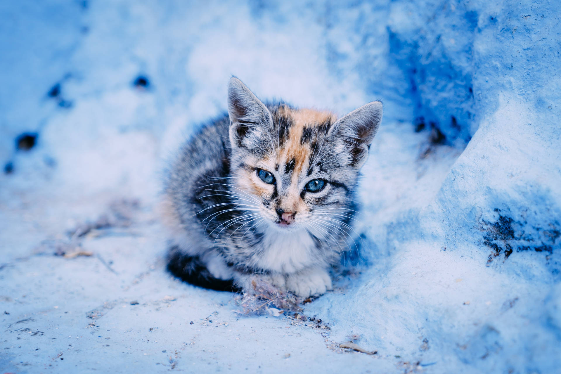Kitten In Snowfield Background