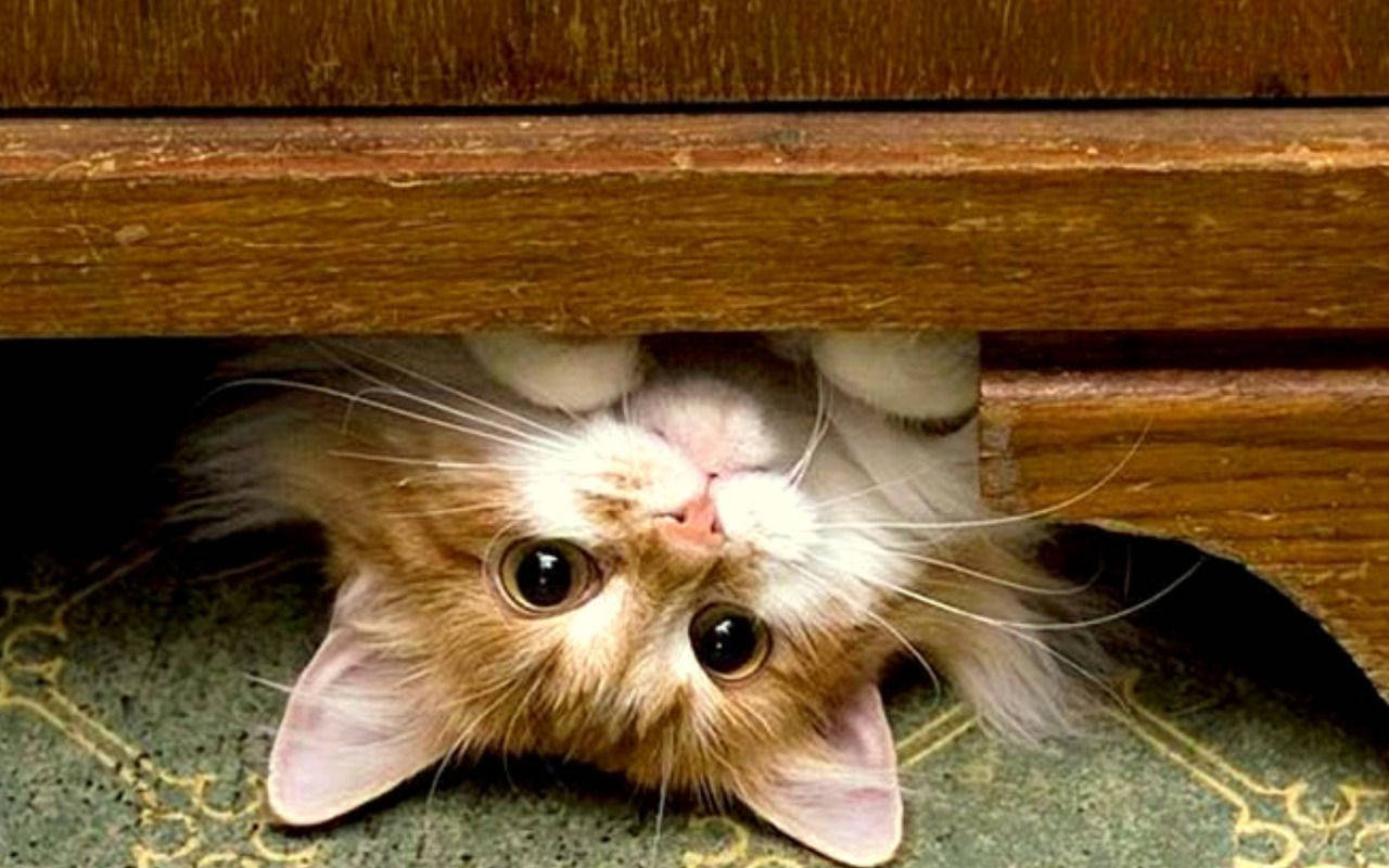 Kitten In Wooden Furniture