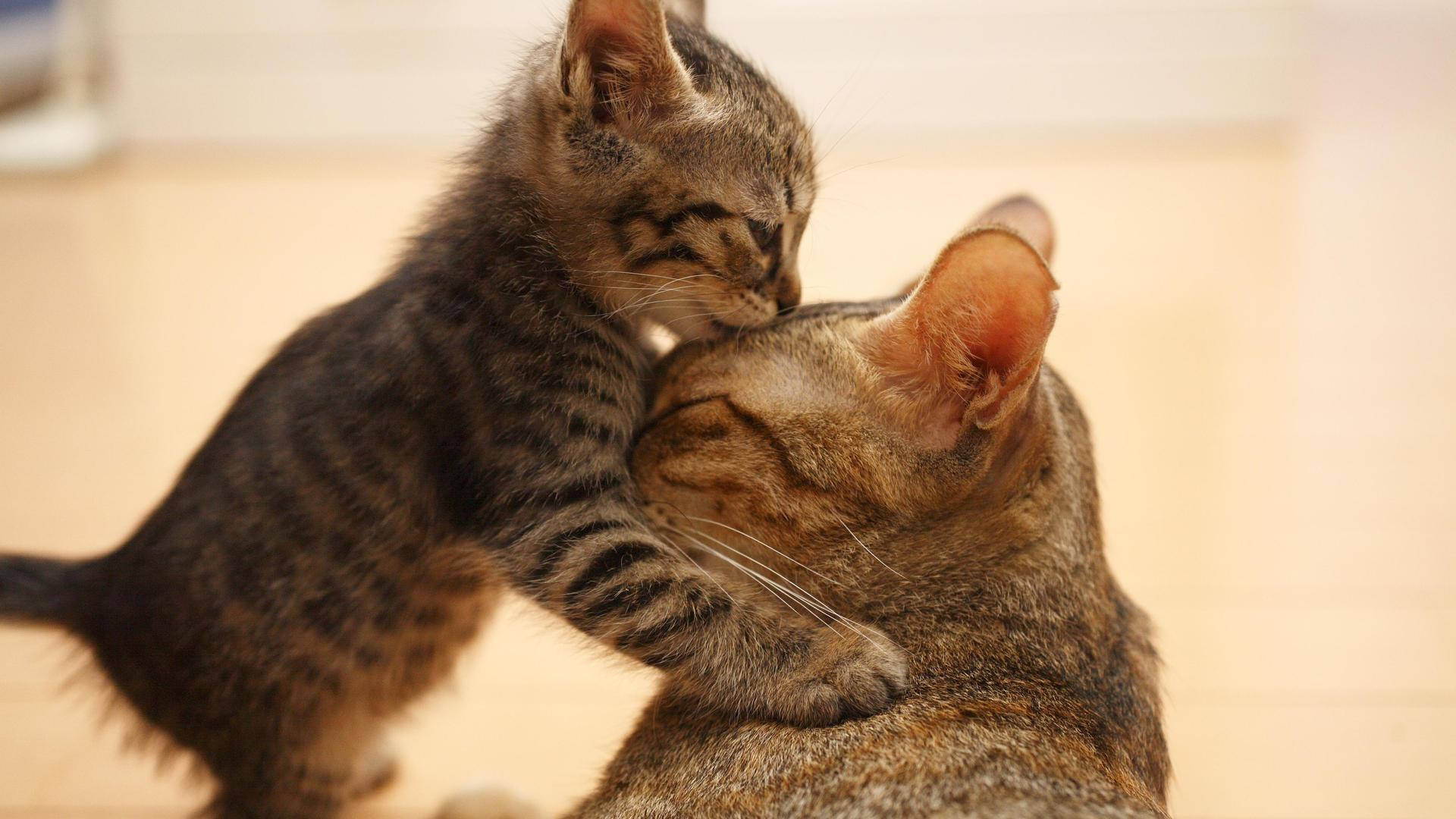 Kitten Nuzzling Adult Cat Moment Background