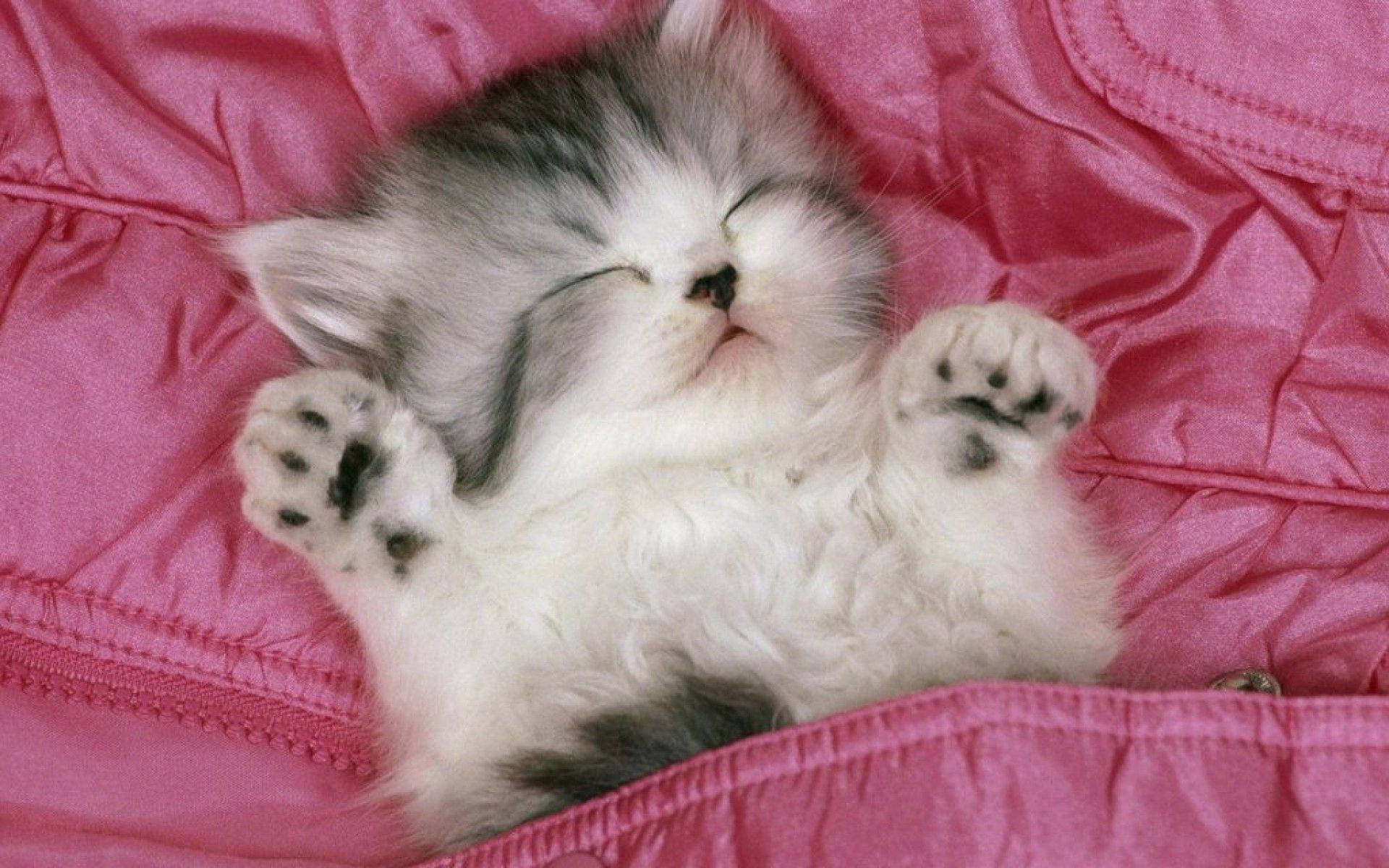 Kitten On A Pink Bed
