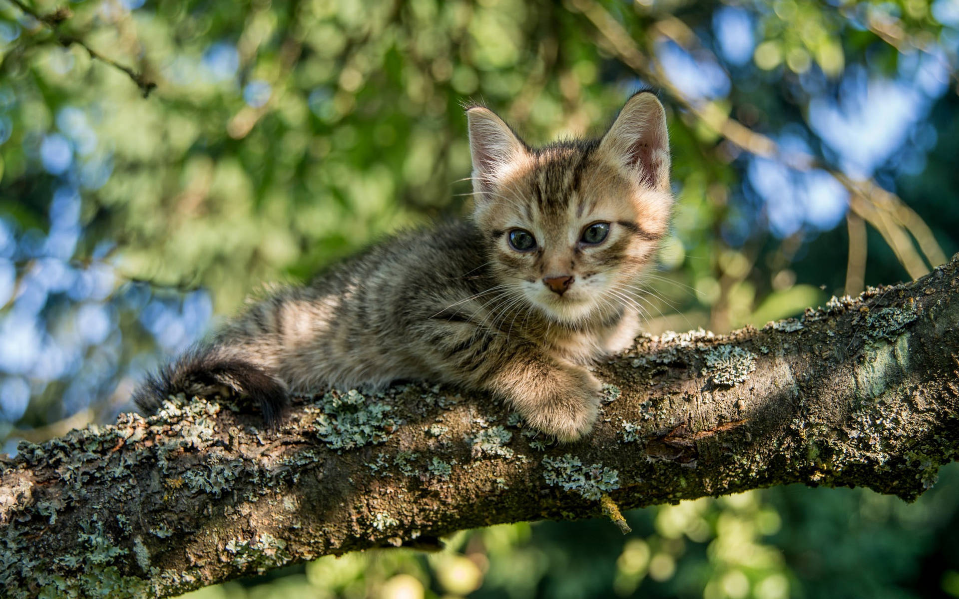 Kitten On A Tree Branch Background