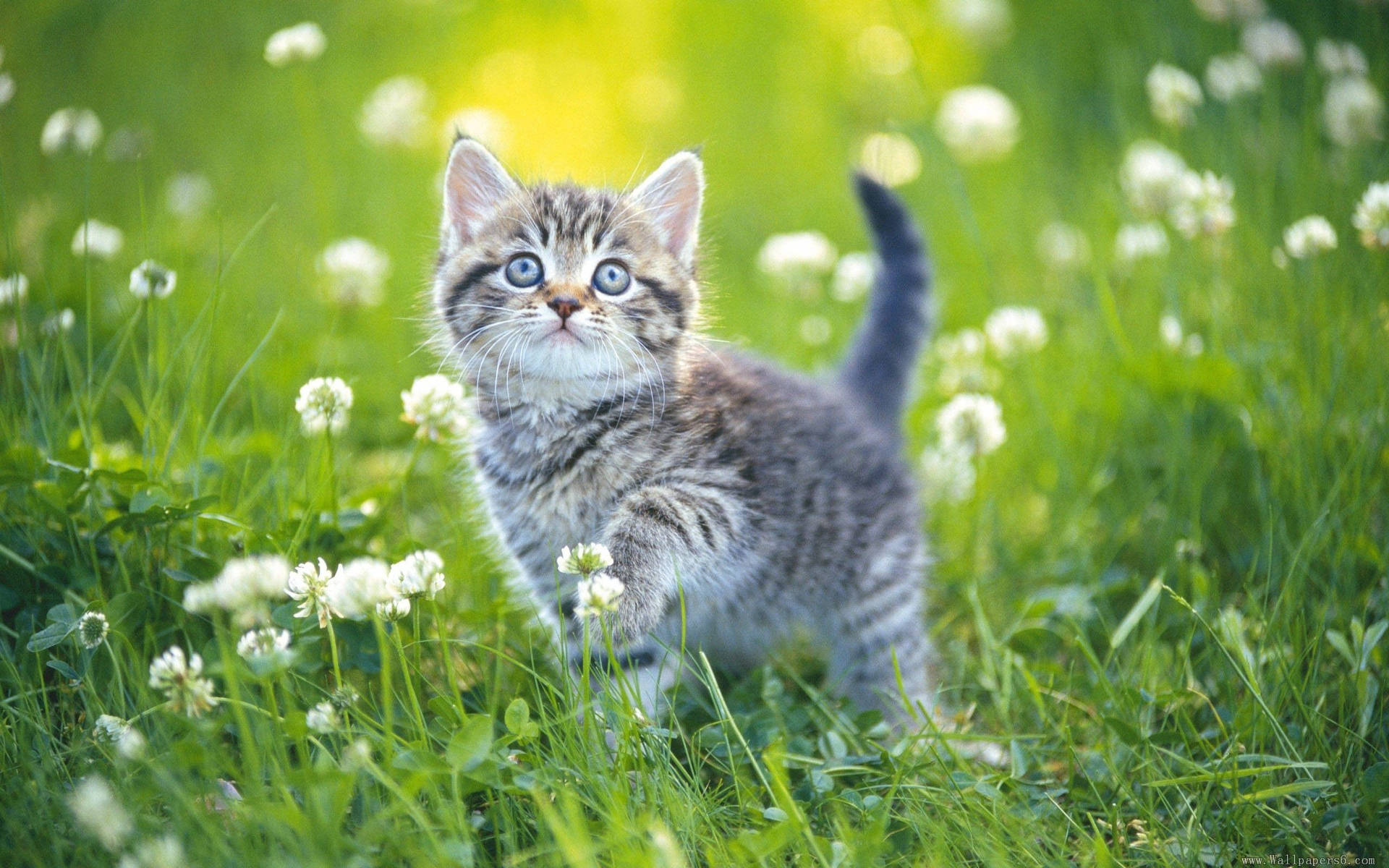 Kitten On Floral Grass Field