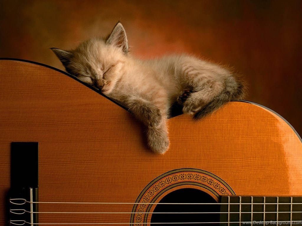 Kitten Sleeping On Guitar Background