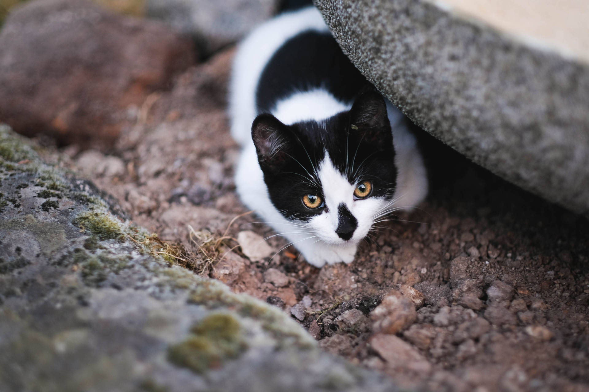 Kitten Under A Rock