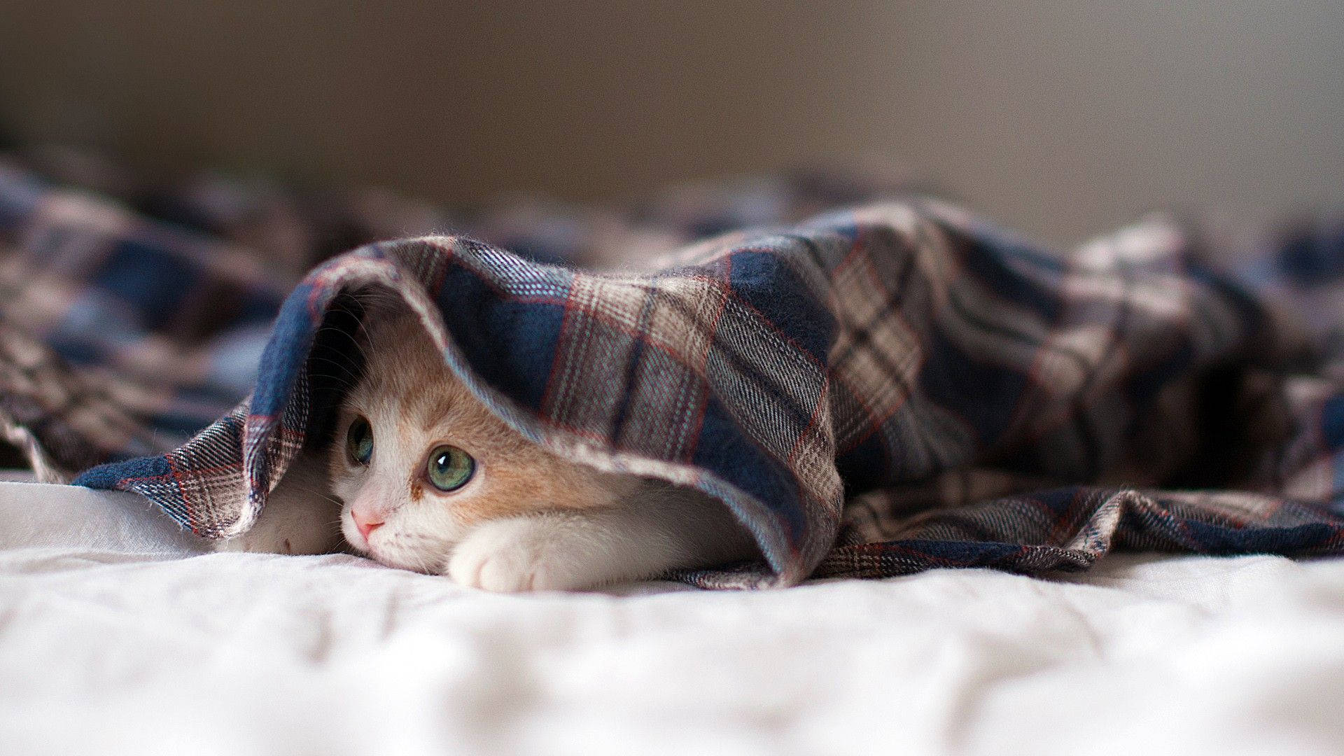 Kitten Under The Blanket