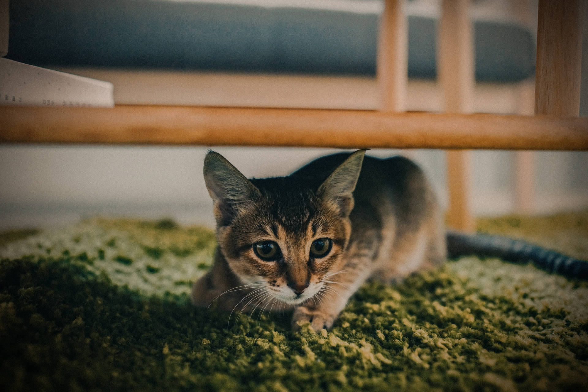 Kitten Under Wooden Furniture