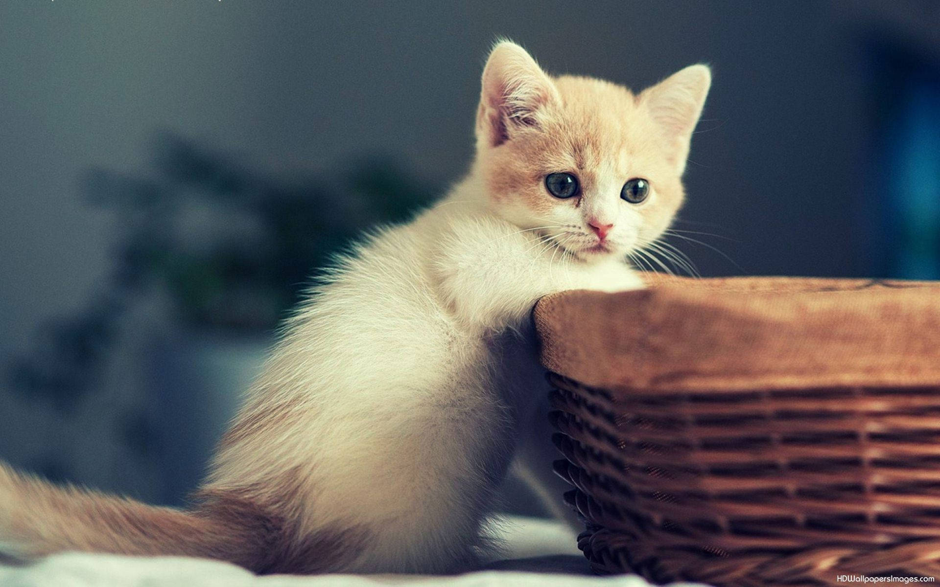 Kitten With A Basket