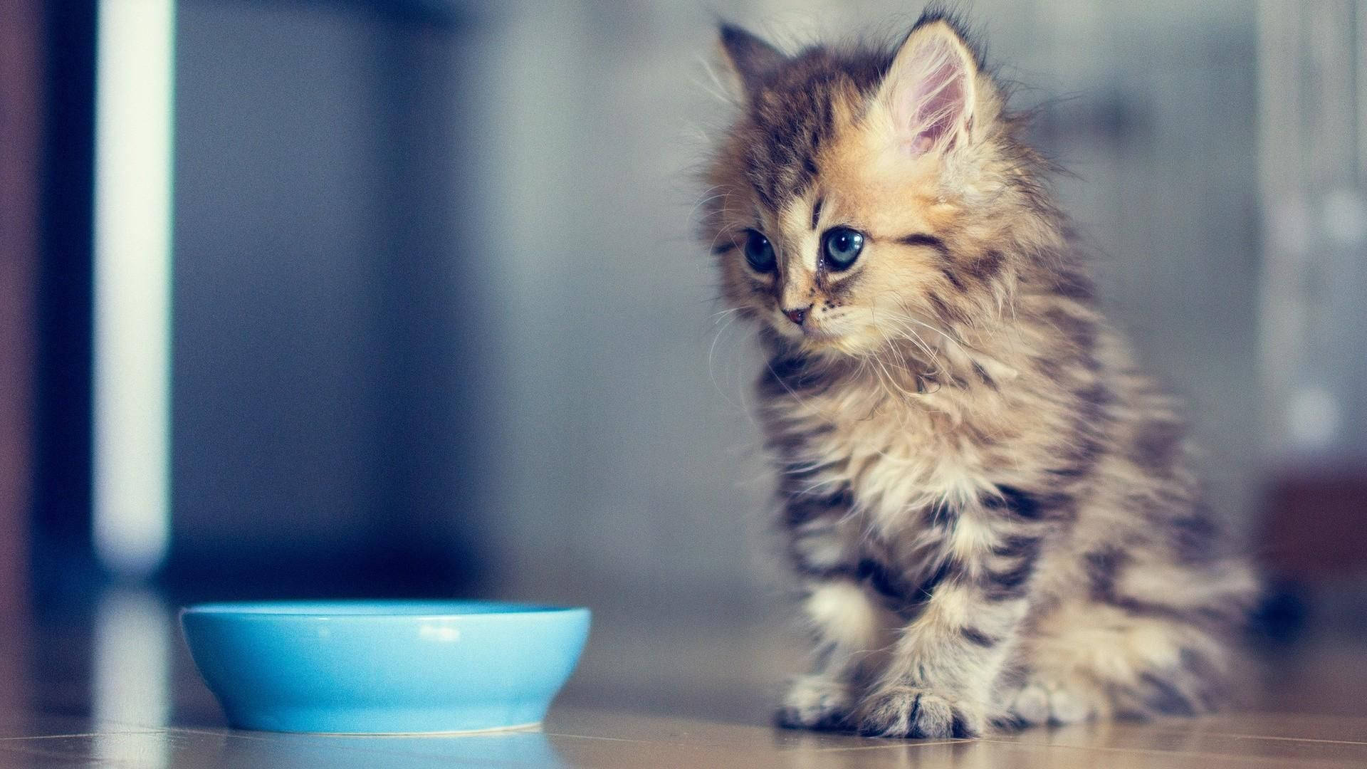 Kitten With Blue Bowl