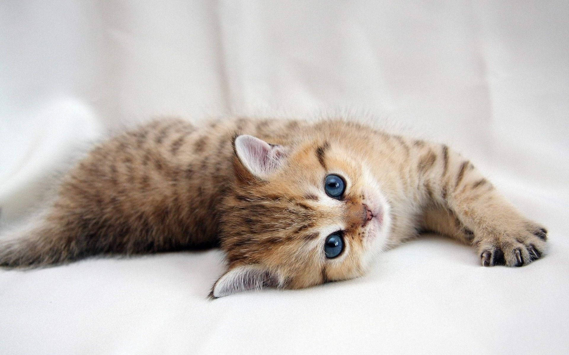 Kitten With Blue Eyes Background