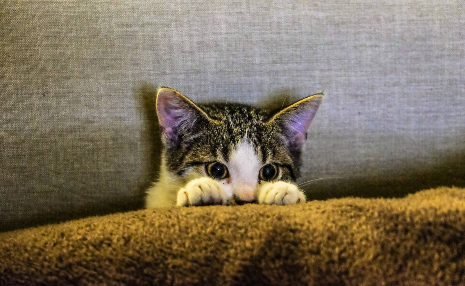 Kitten With Brown Blanket