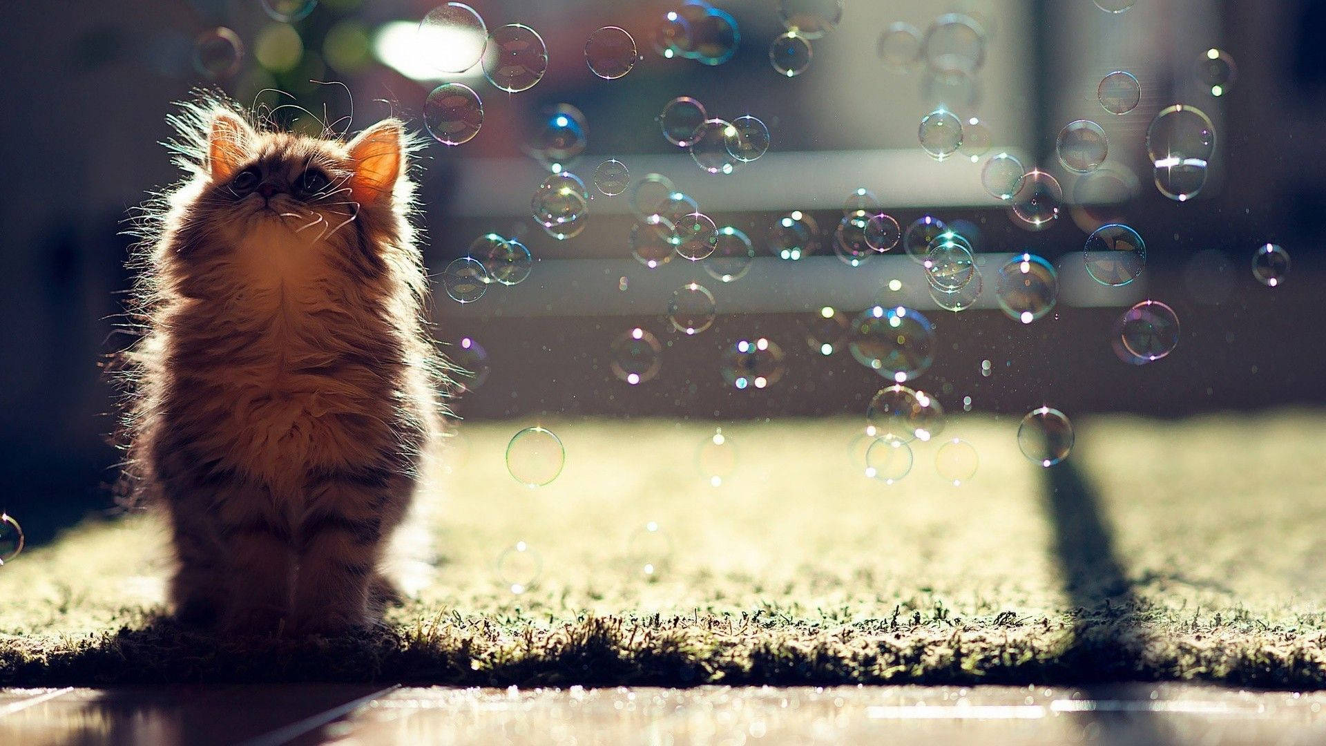 Kitten With Bubbles