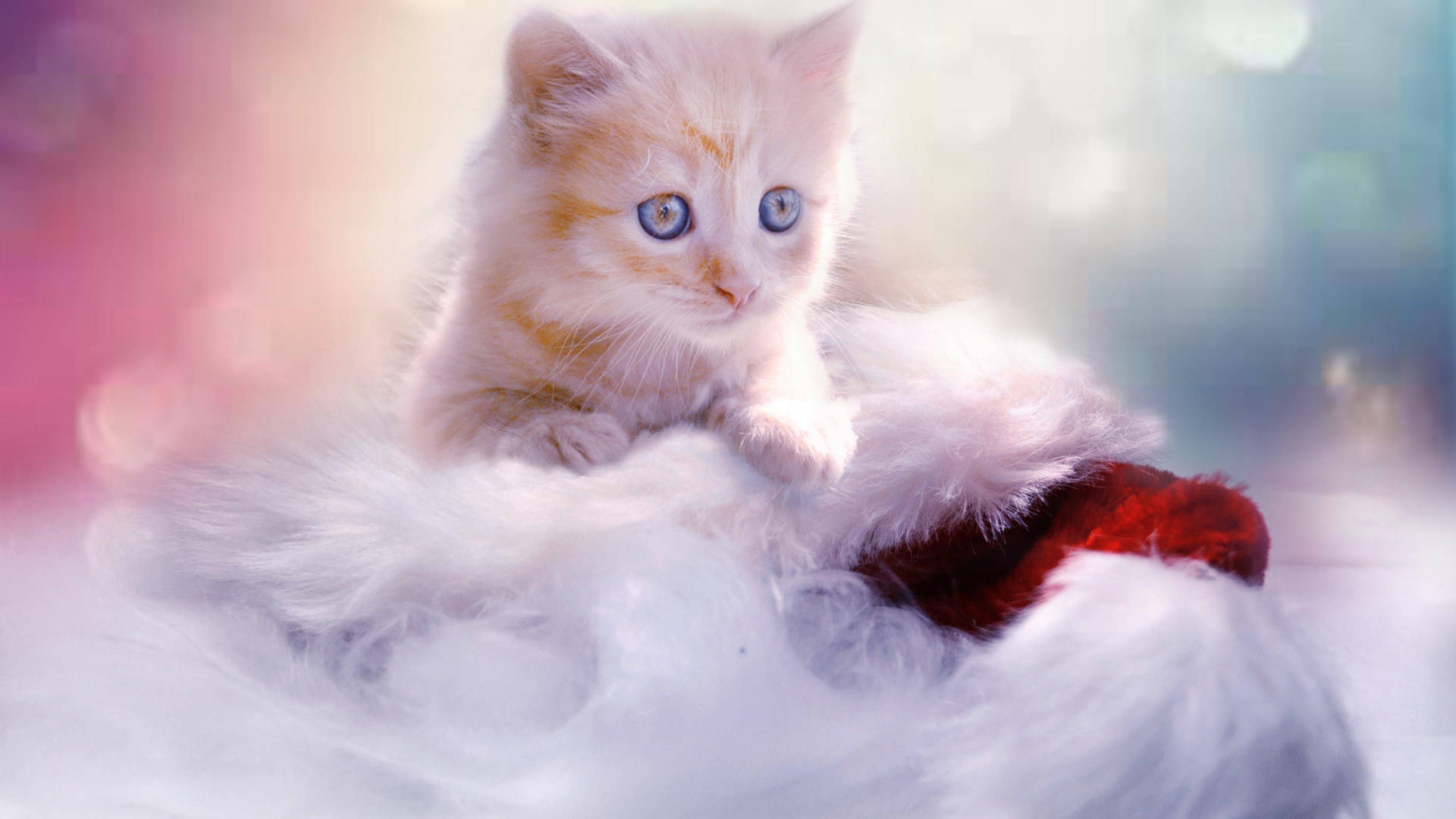 Kitten With Christmas Decorations
