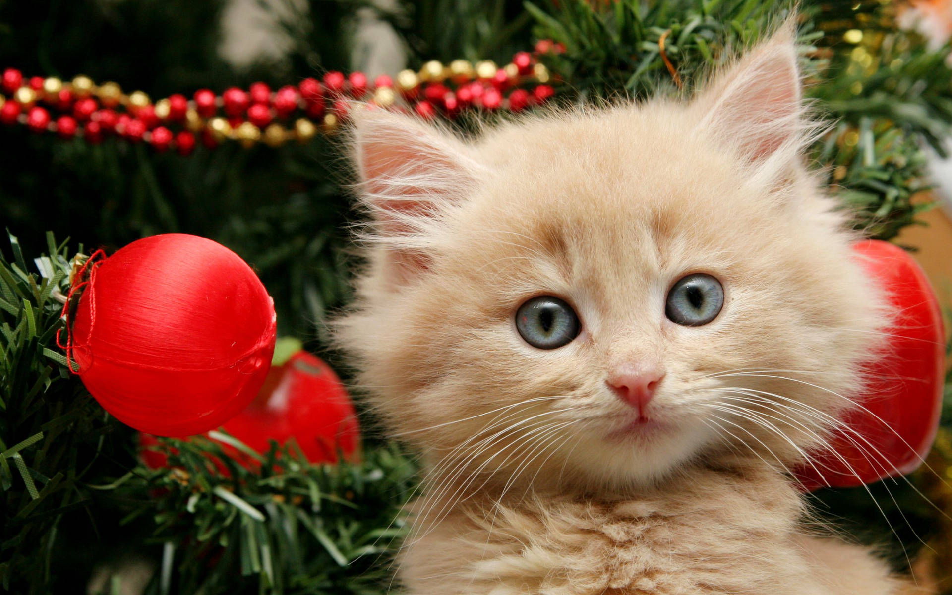 Kitten With Christmas Tree