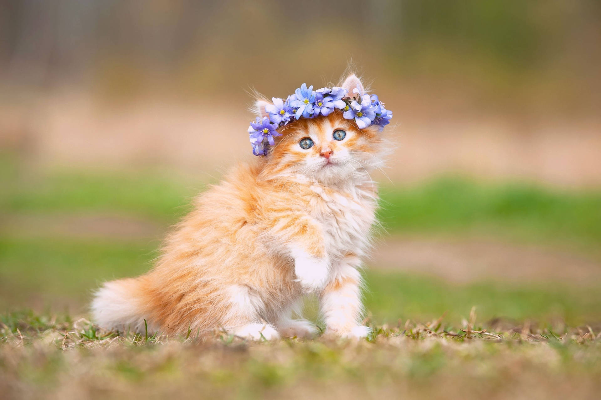 Kitten With Flower Crown