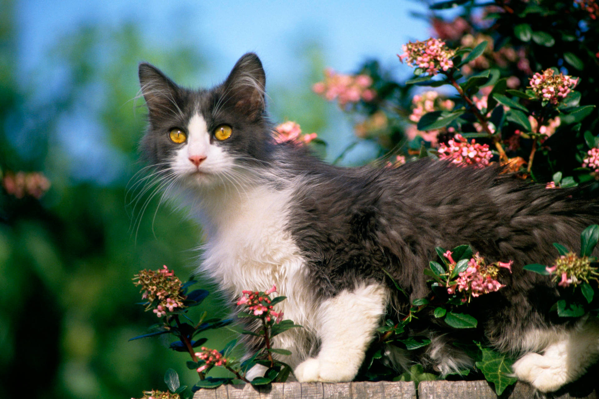 Kitten With Flowers Background