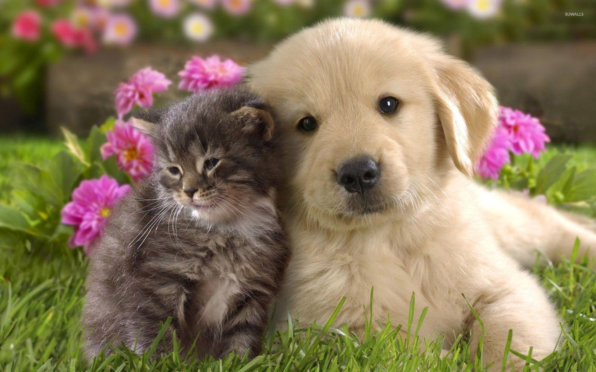 Kitten With Labrador Puppy