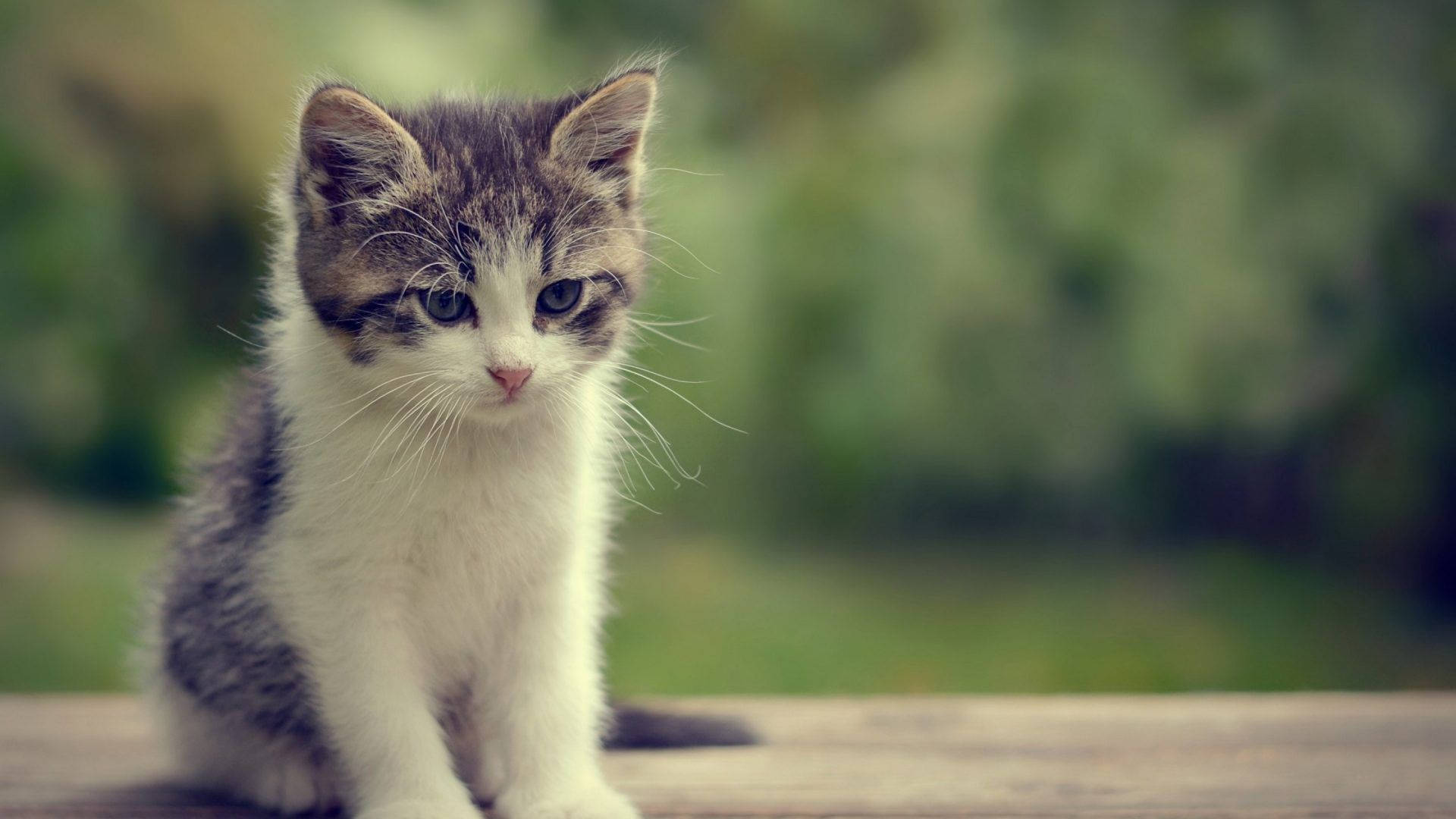 Kitten With Sad Face