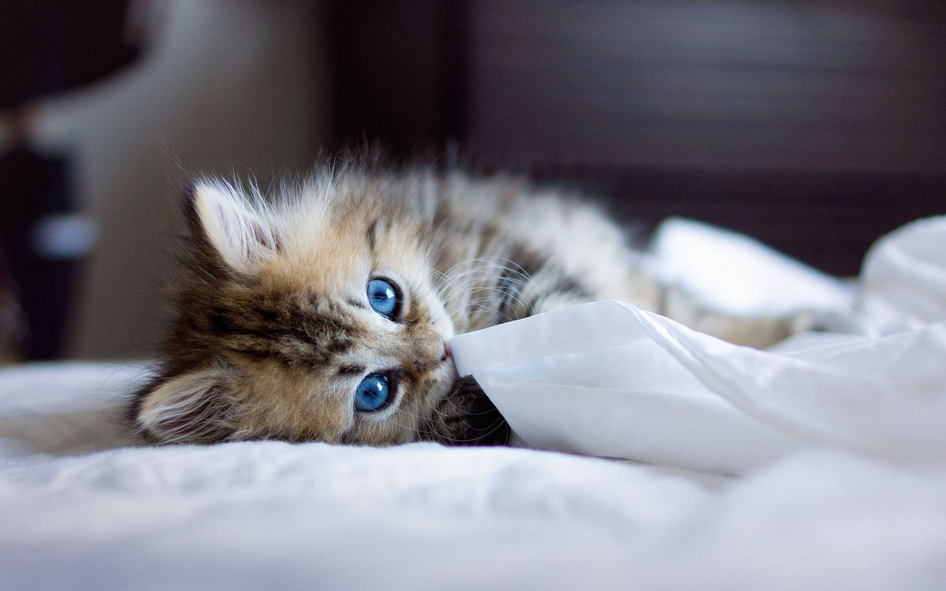 Kitten With White Blanket