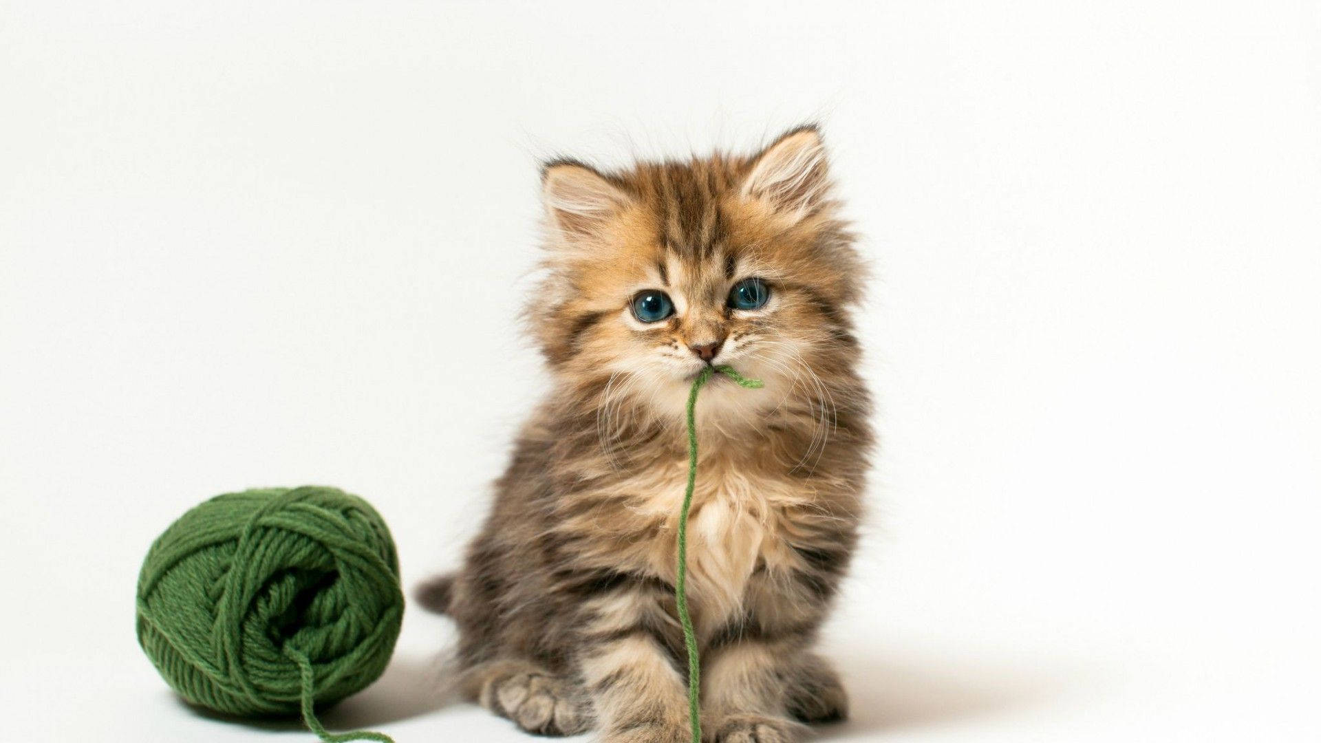 Kitten With Yarn Ball