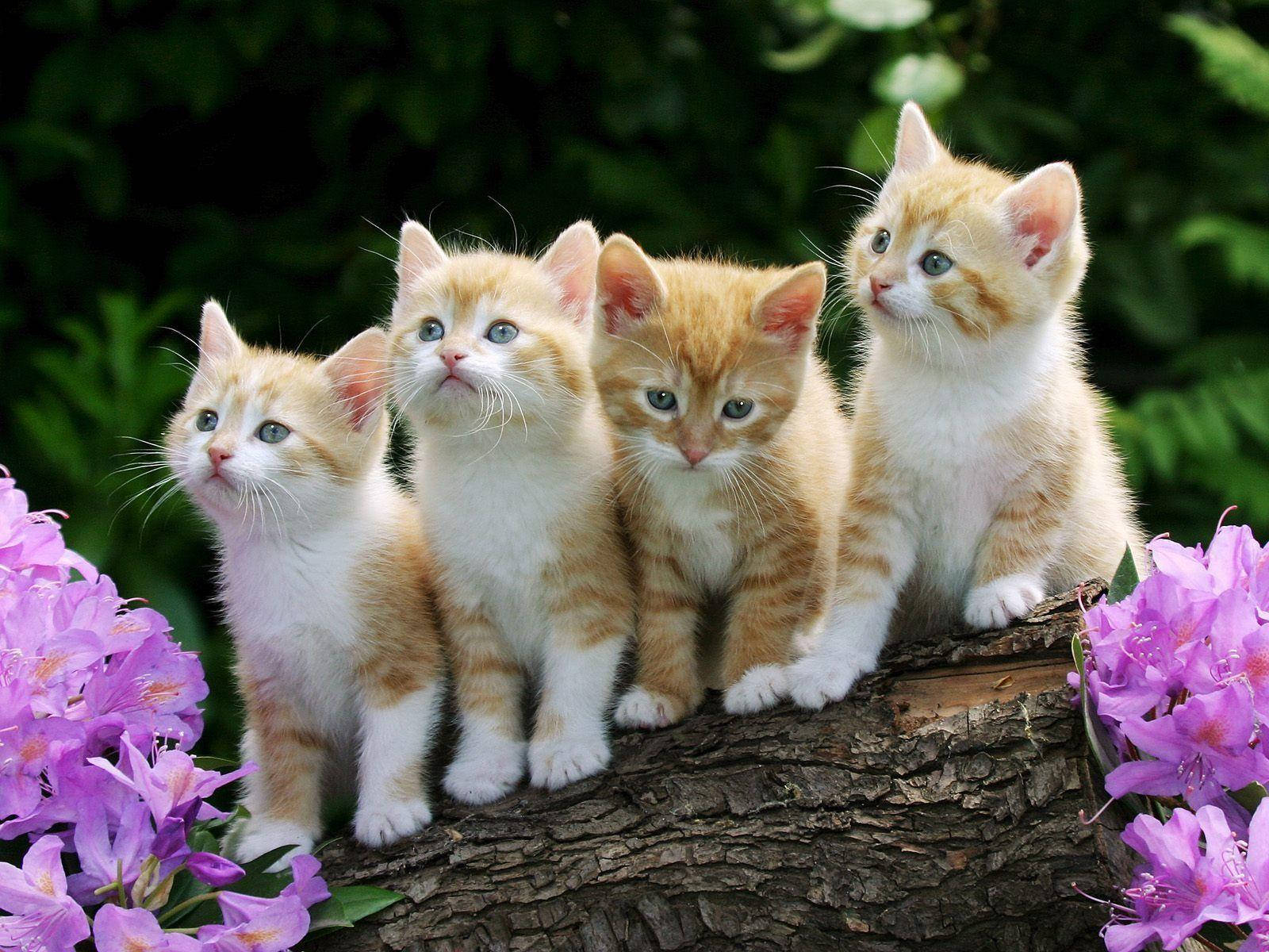 Kittens Cute Cat Love Background