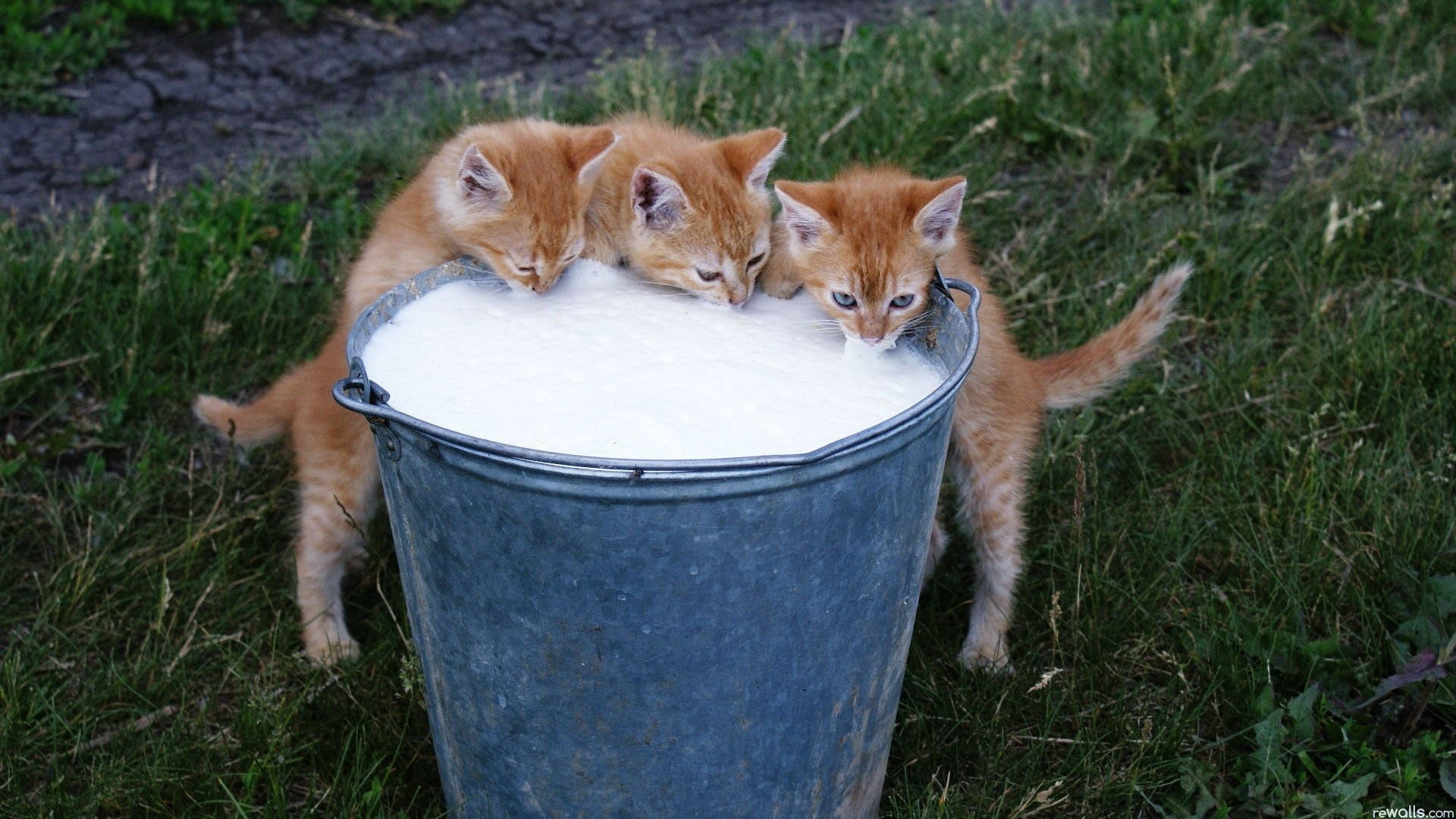 Kittens Drinking Milk From Bucket.jpg Background