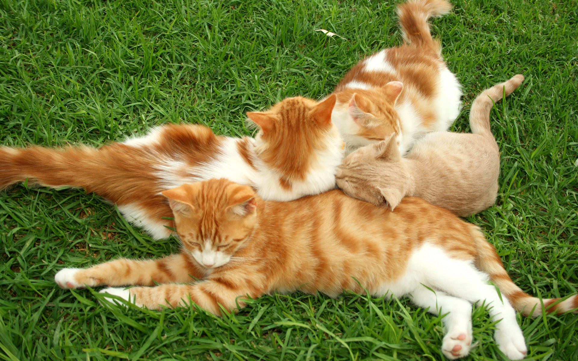Kittens On The Grass Background