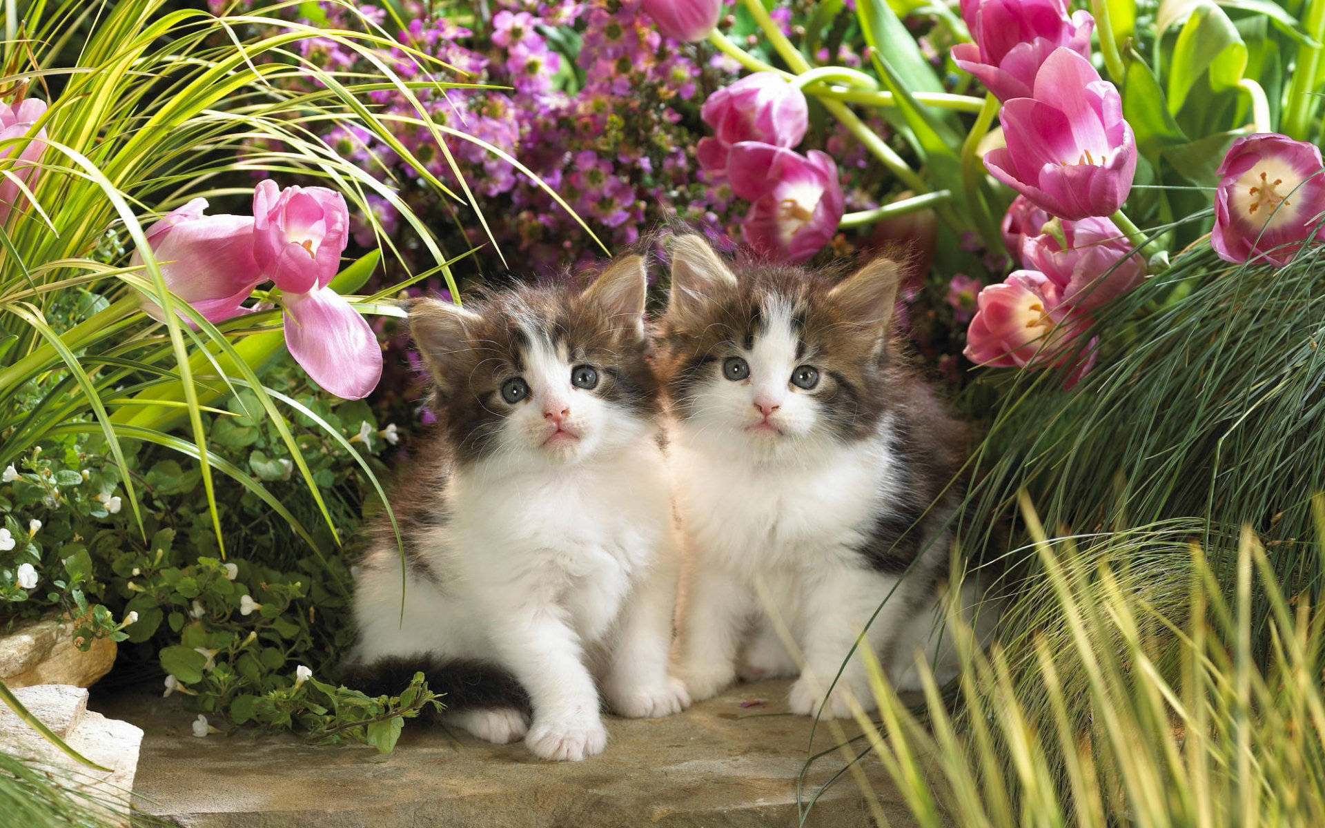 Kittens With Purple Flowers Background