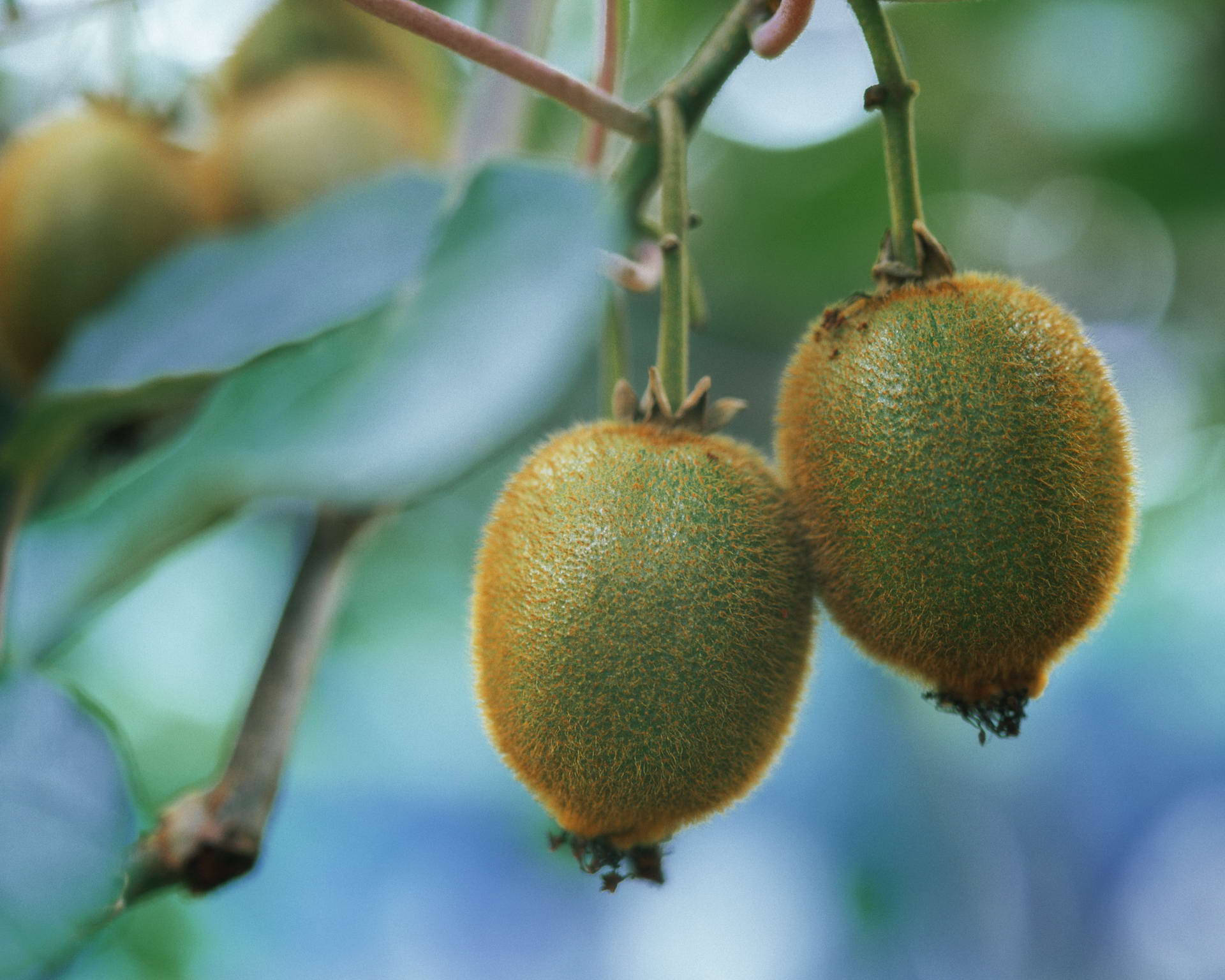 Kiwi Tree Hd Background