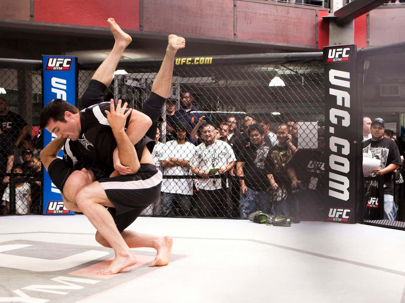 Knocking Down The Opponent By Chael Sonnen Background