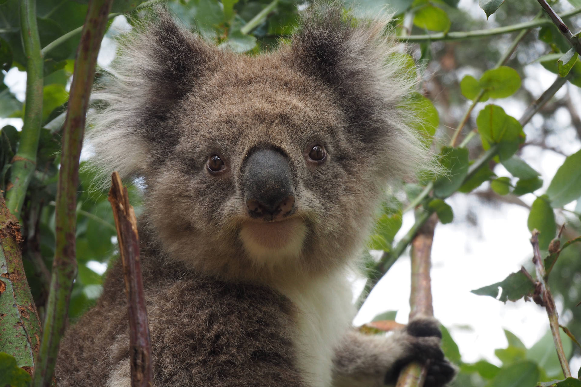 Koala Bear Close-up Background
