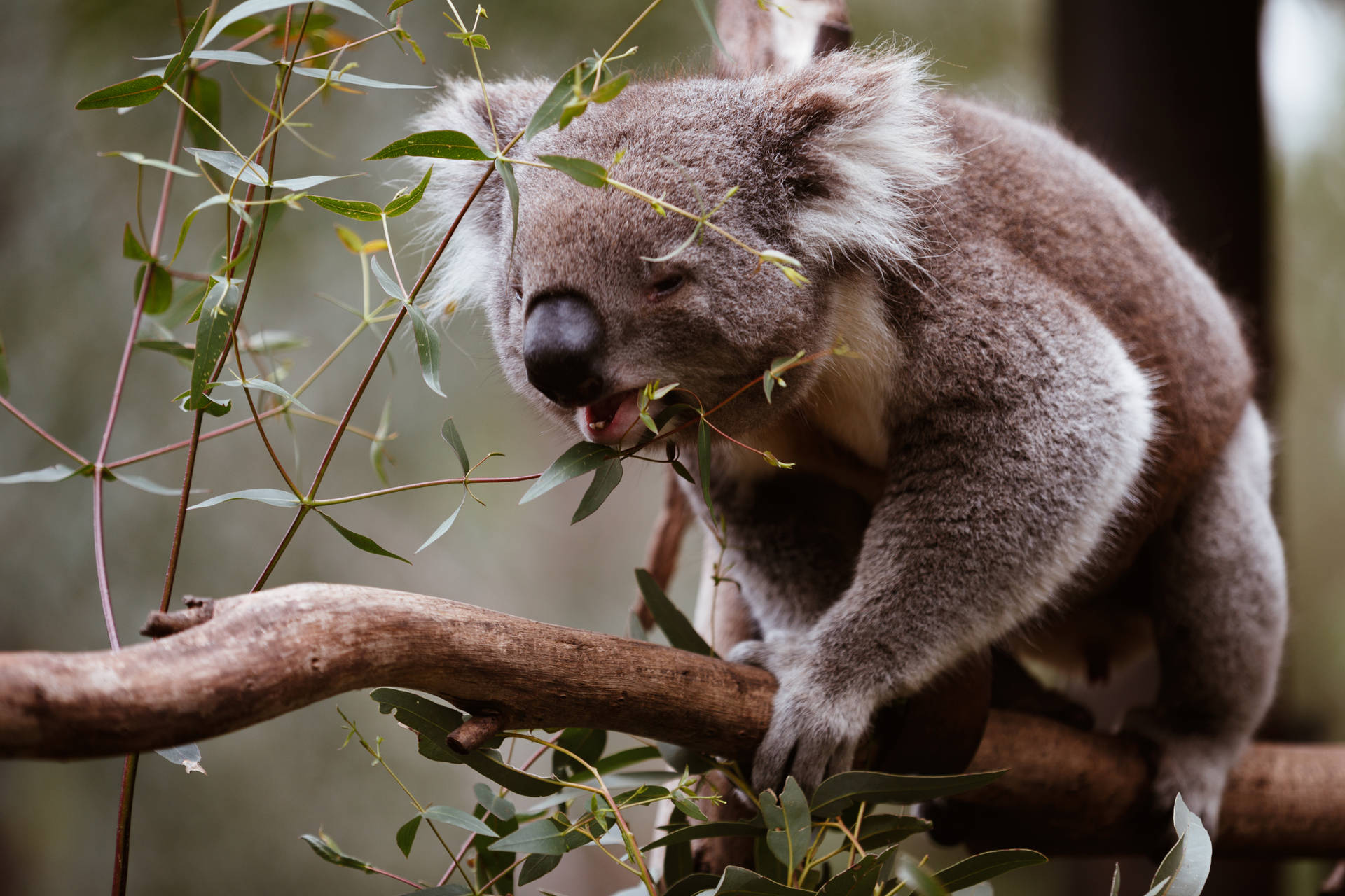 Koala Bear Eating Leaves Background