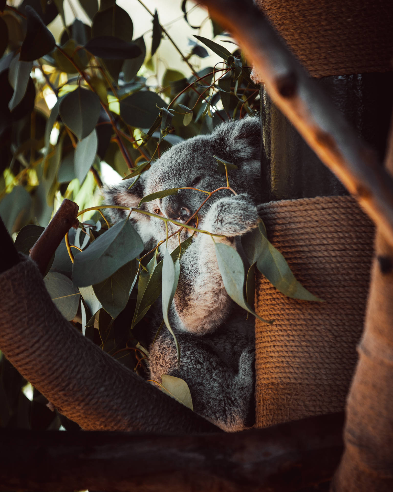 Koala Bear Hiding Behind Leaves Background