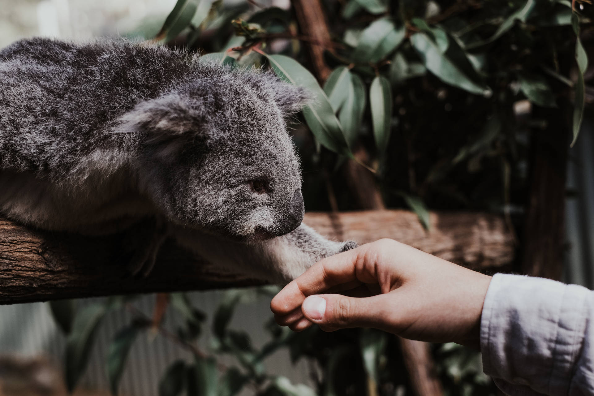 Koala Bear Holding Human Hand Background