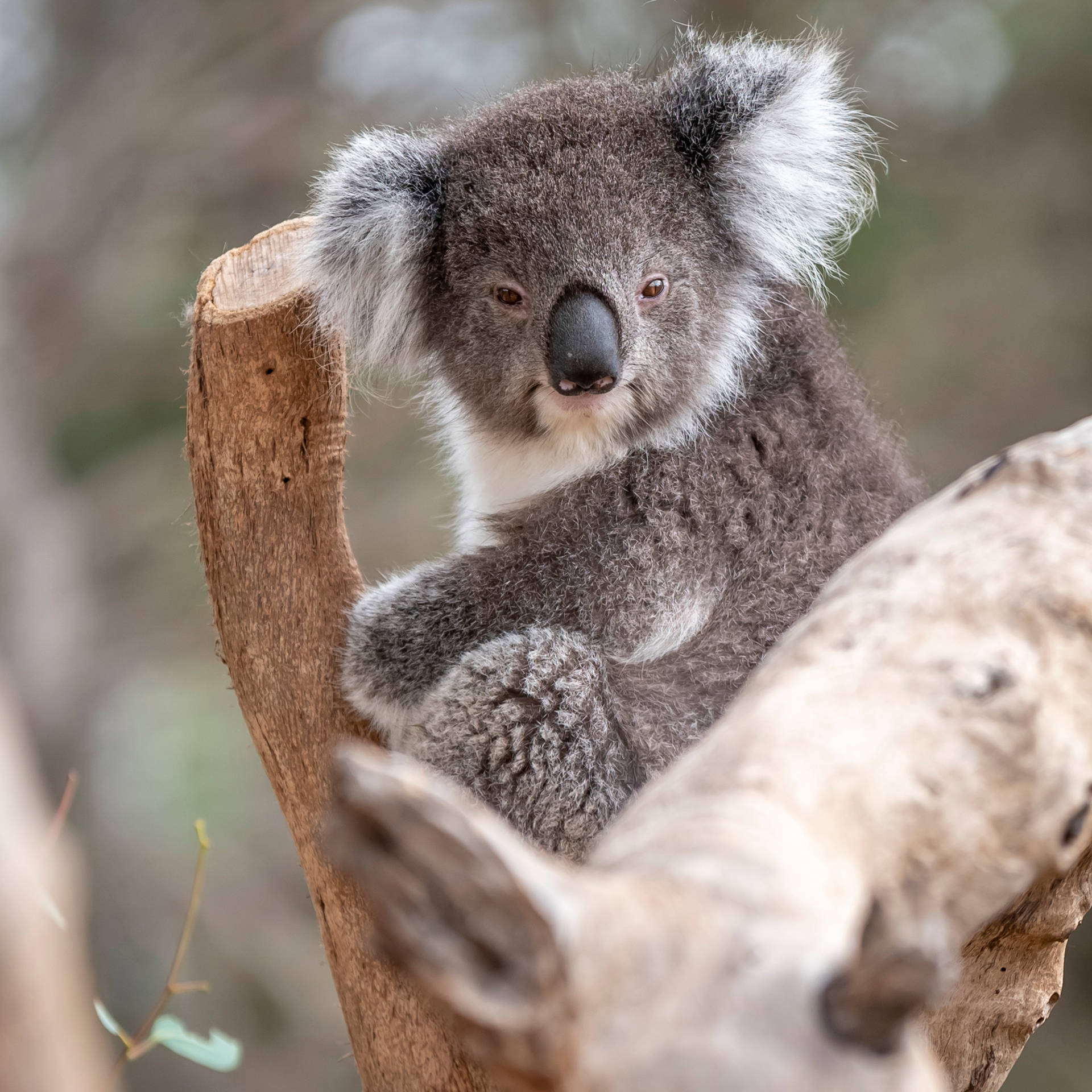 Koala Bear Marsupial Background