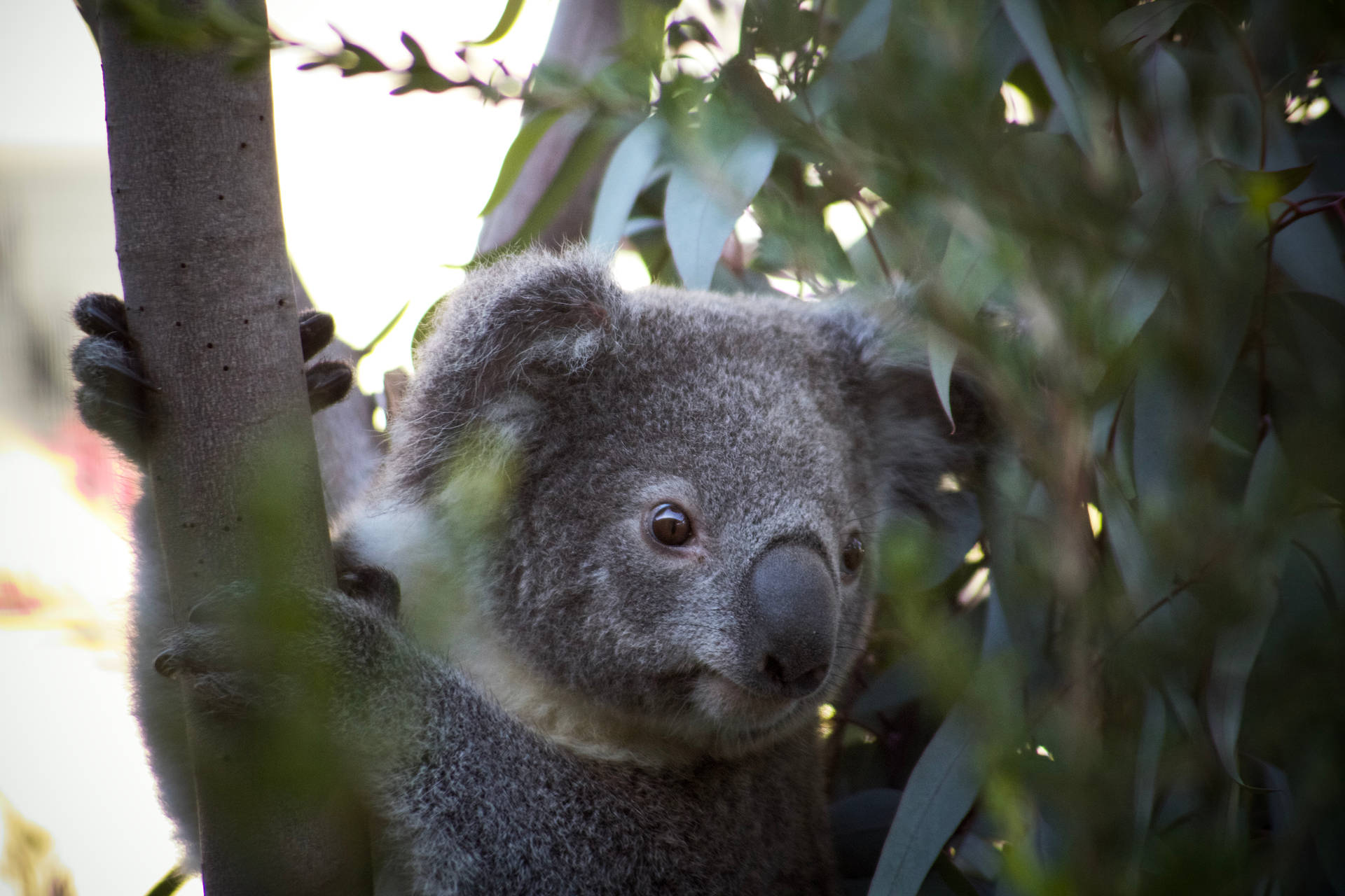 Koala Bear On A Tree