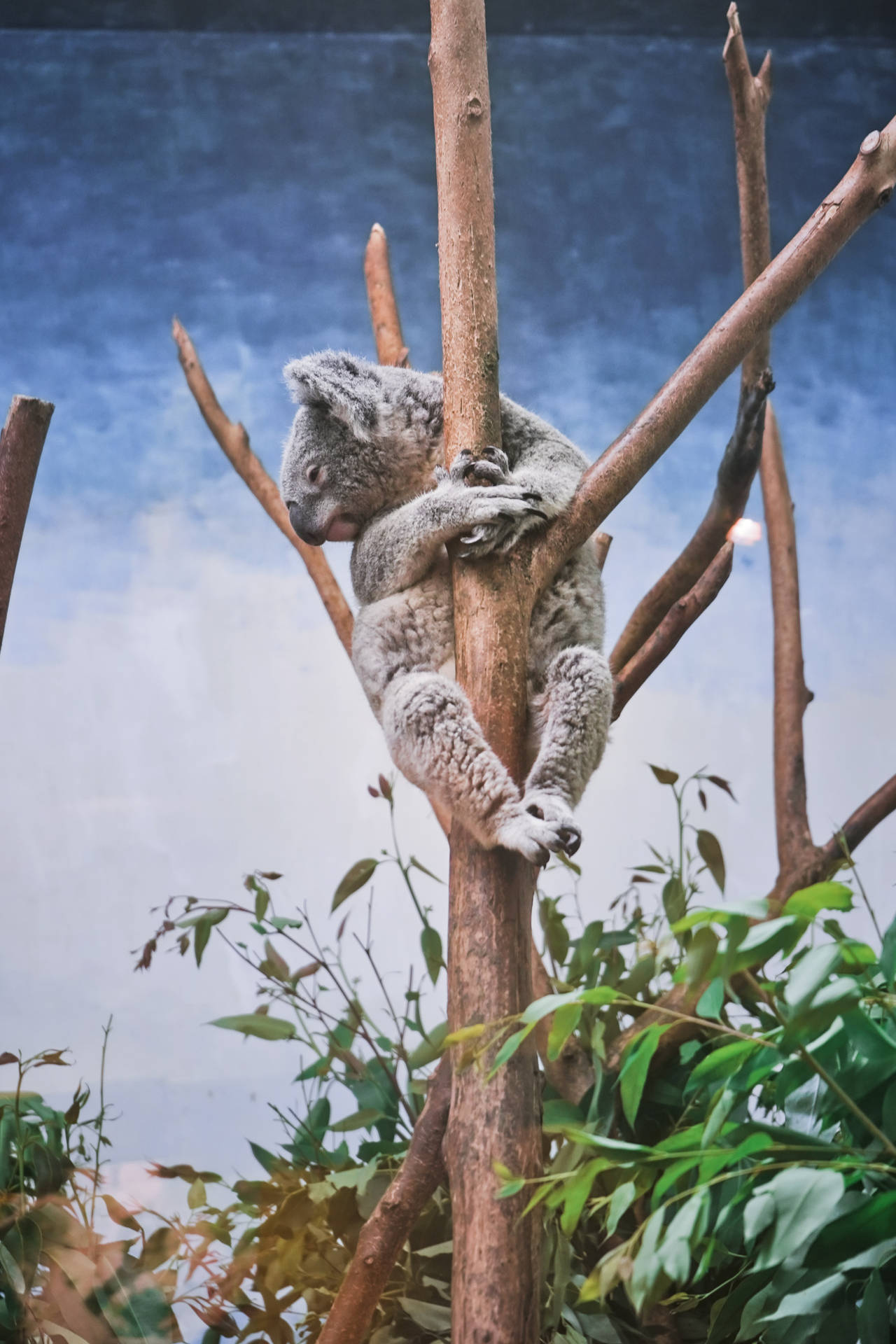 Koala Bear Perched On Tree Background
