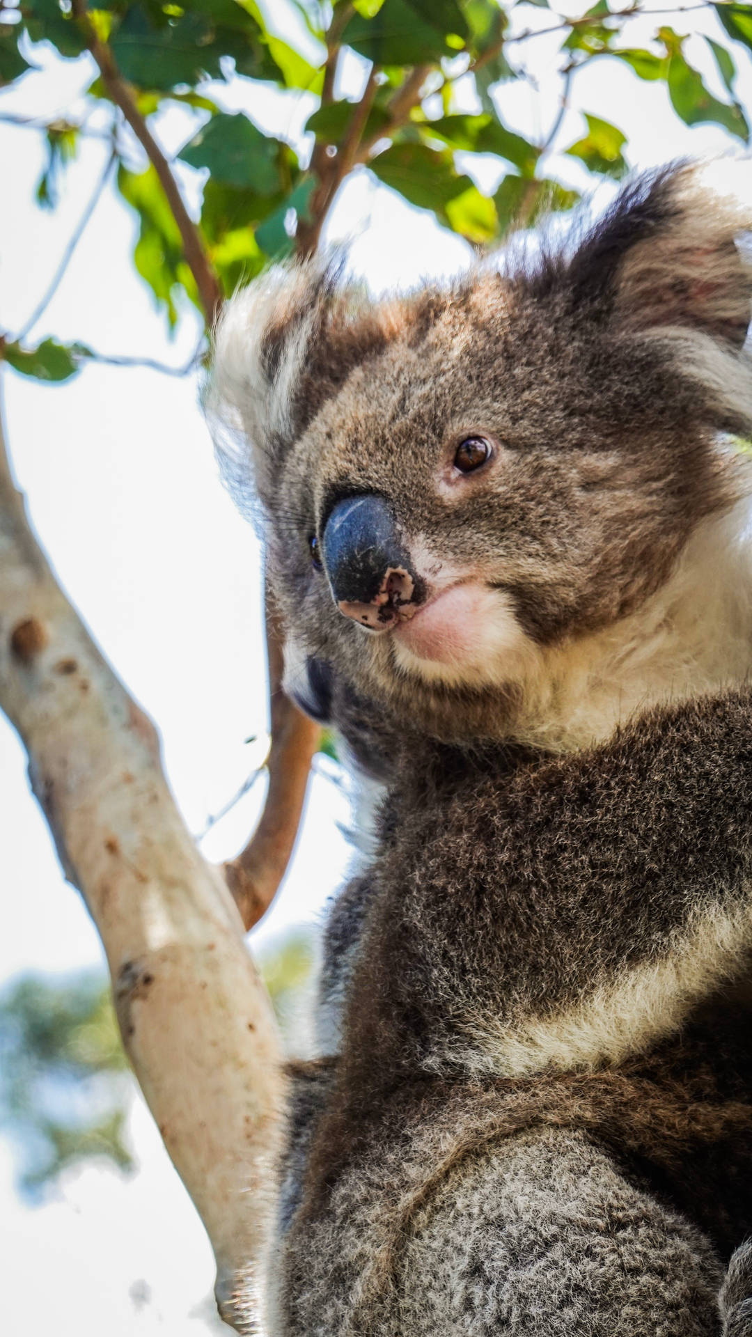 Koala Close-up Photography