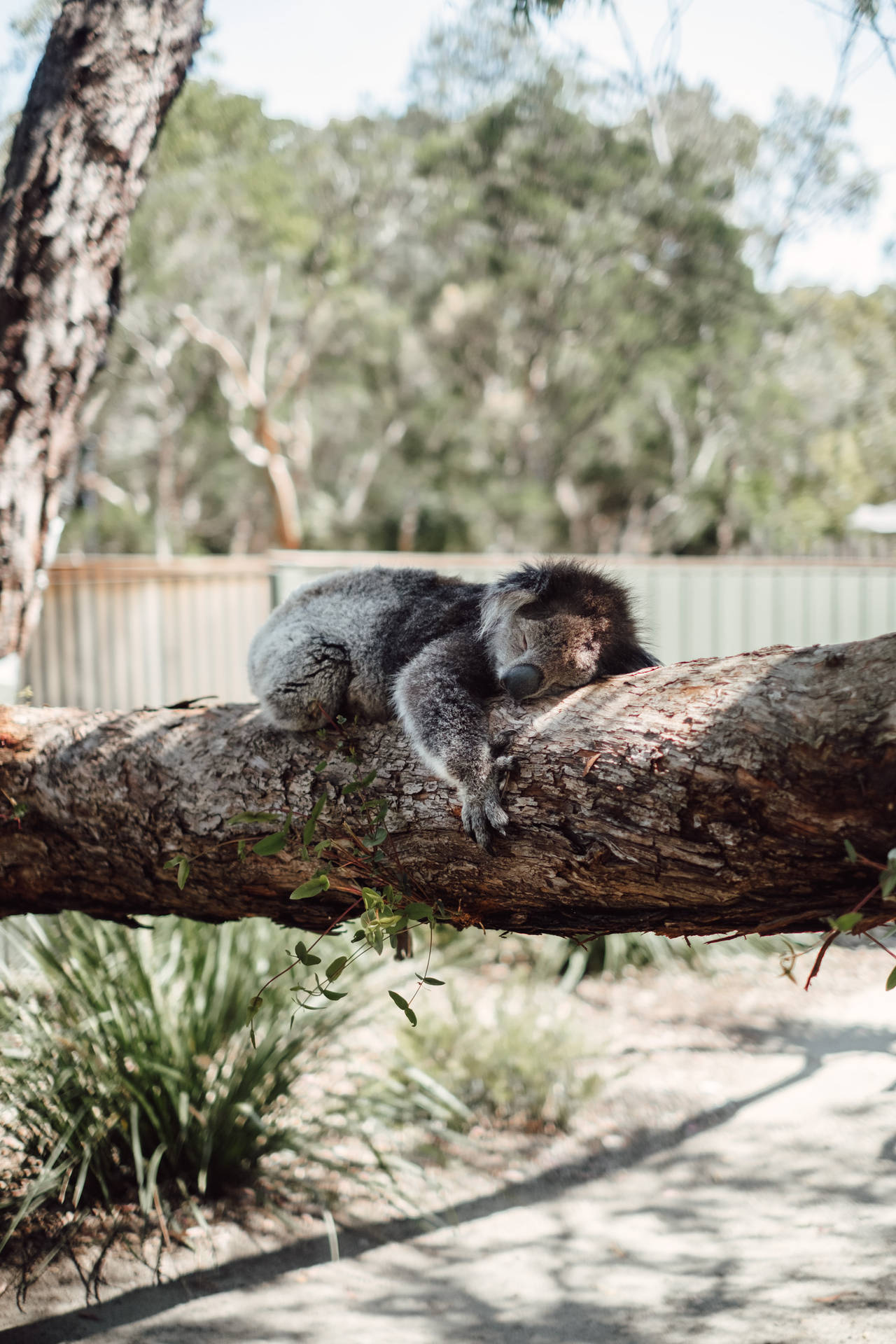Koala Hugging A Tree Background