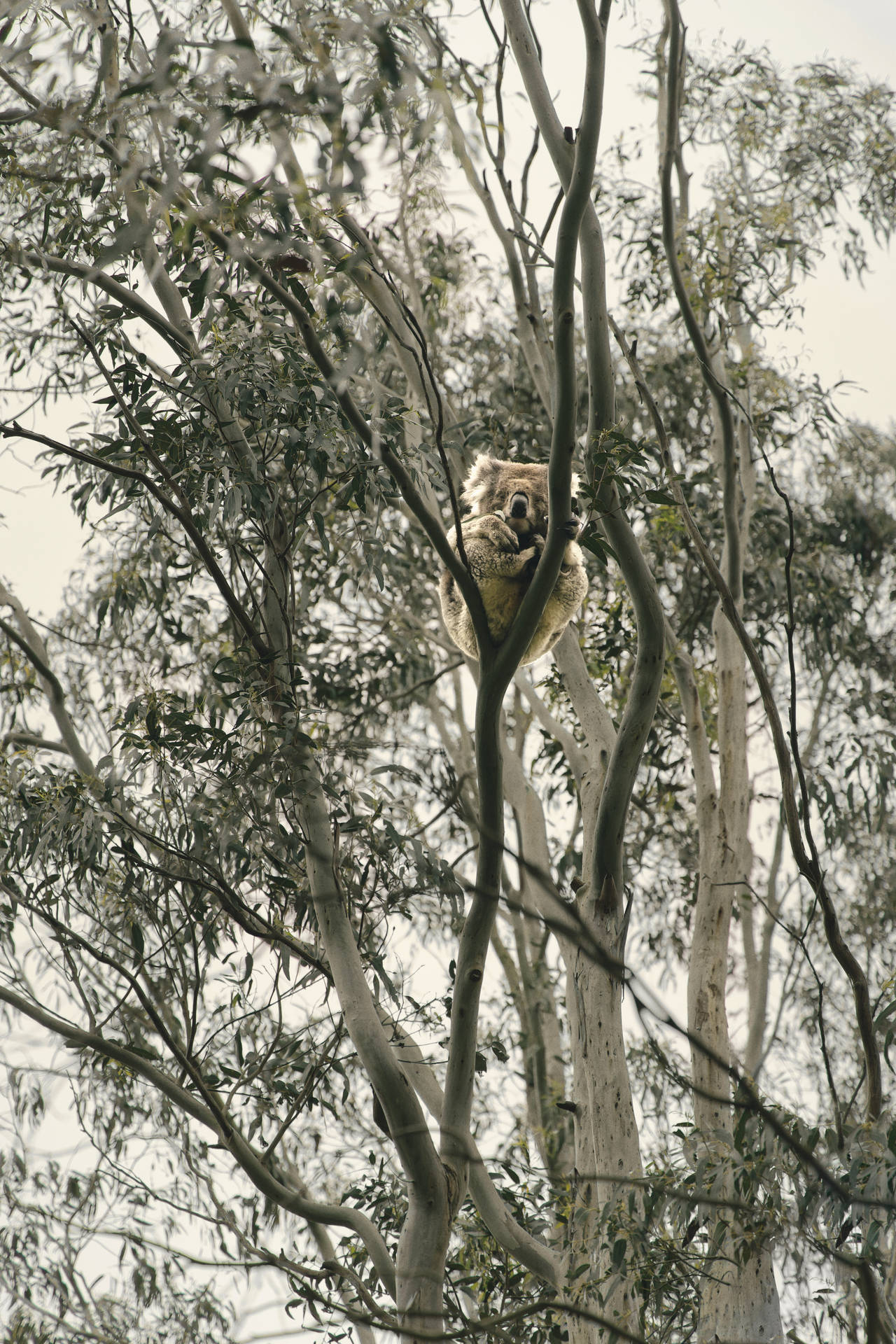 Koala Iconic Australian Animal Background