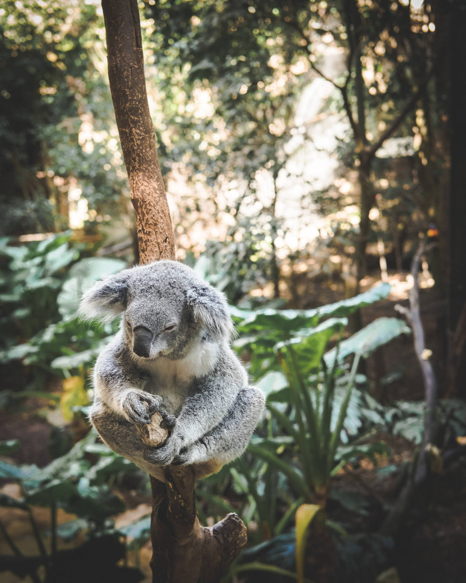 Koala In Forest Background