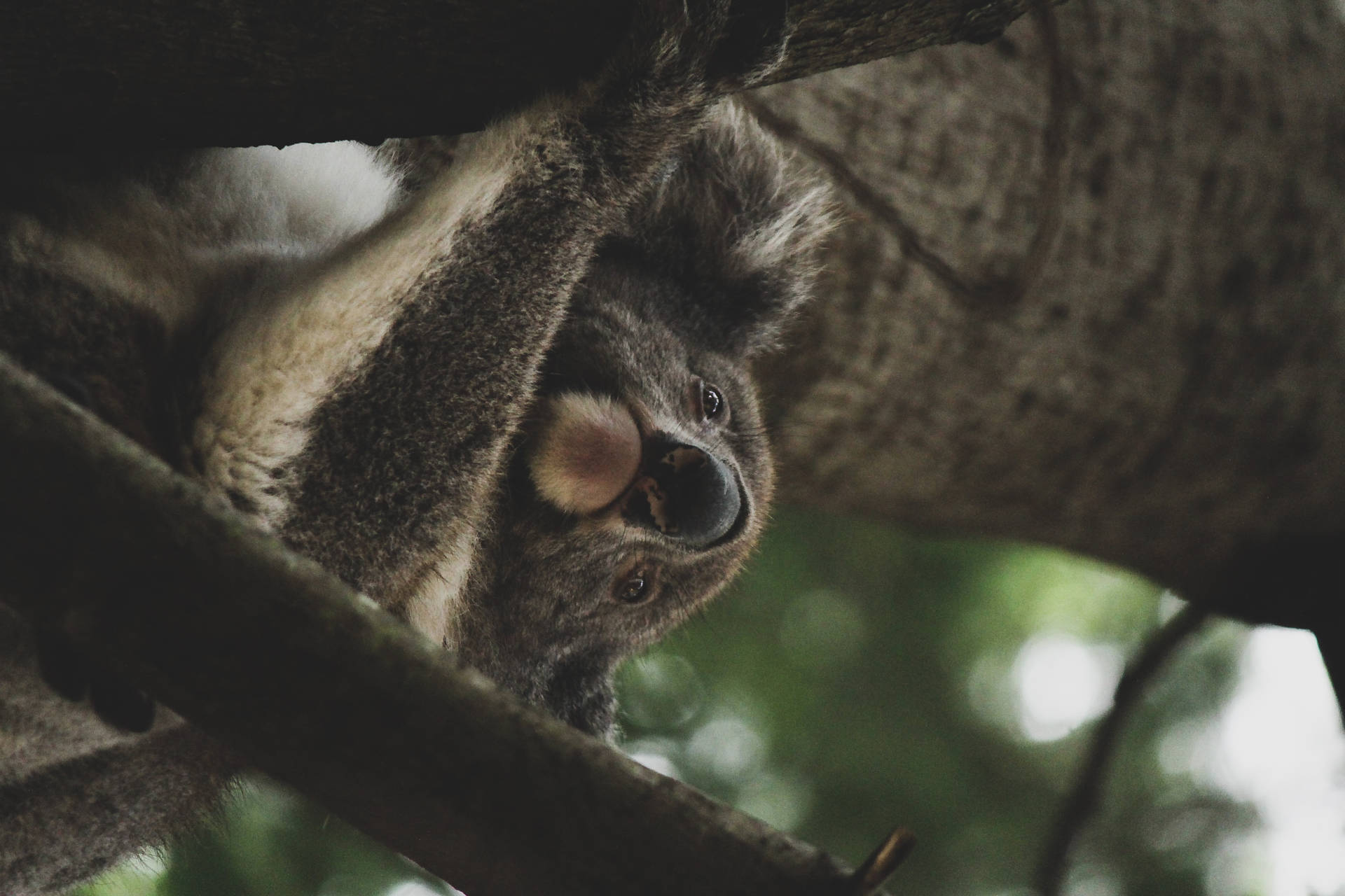 Koala Low Angle Shot Background