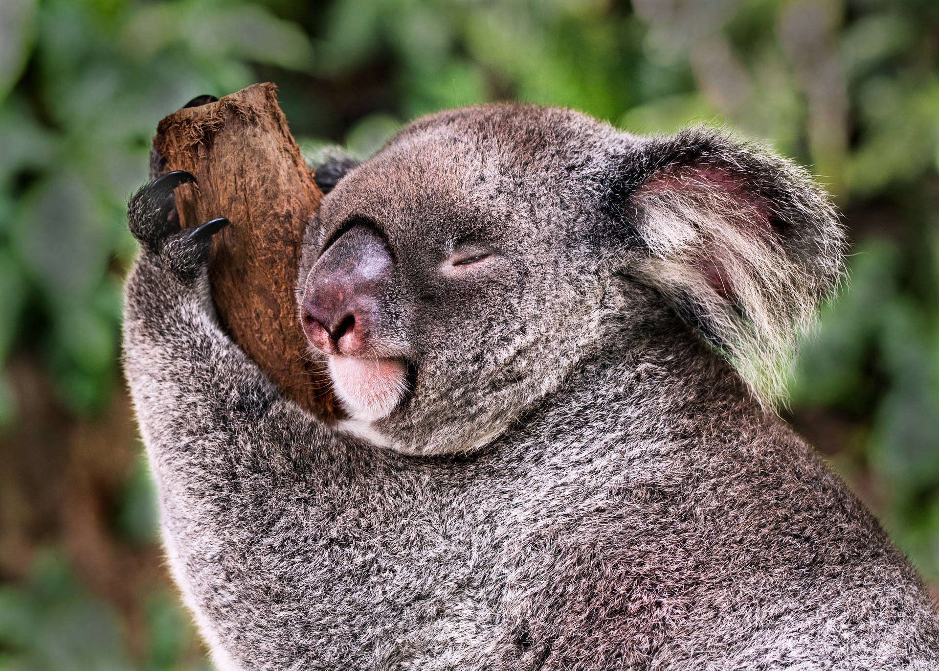 Koala Shallow Focus Photo Background