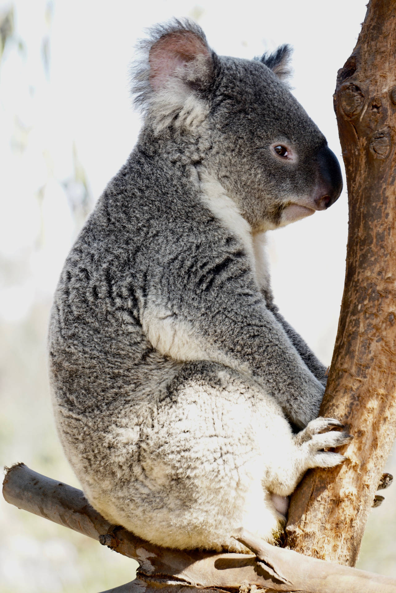 Koala Side Profile Background
