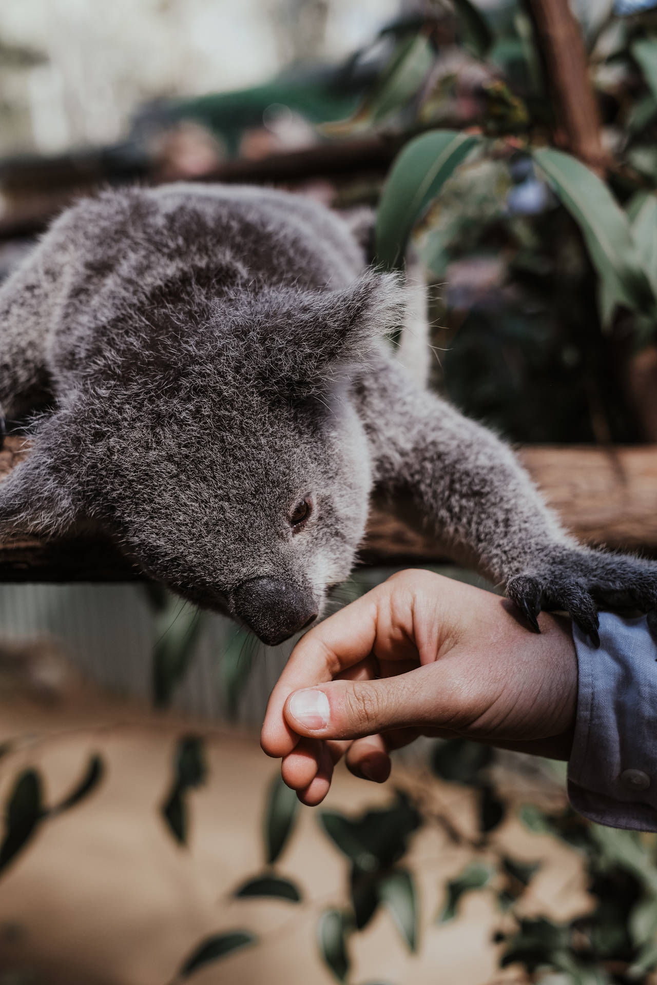 Koala Sniffing Human Hand Background
