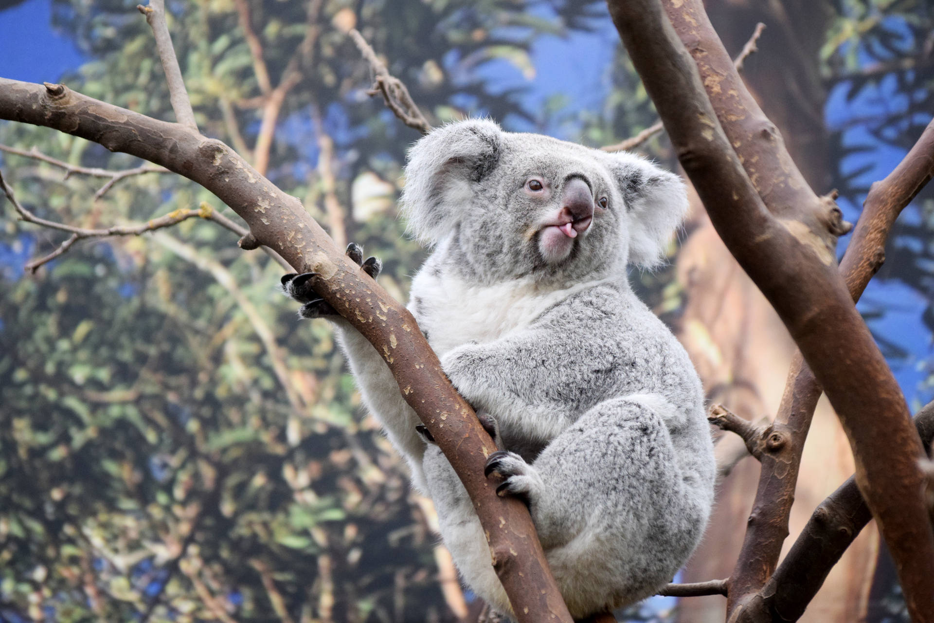 Koala Tongue Sticking Out Background