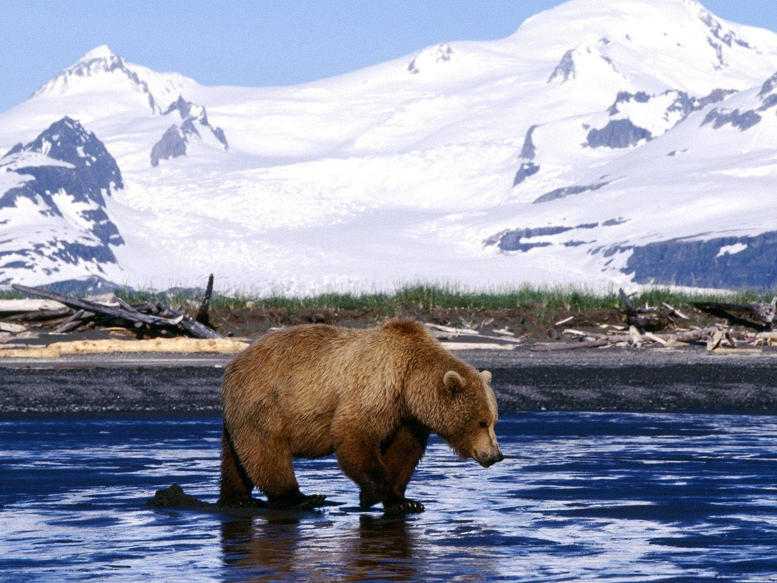 Kodiak Bear Catching Fish On Ice Background