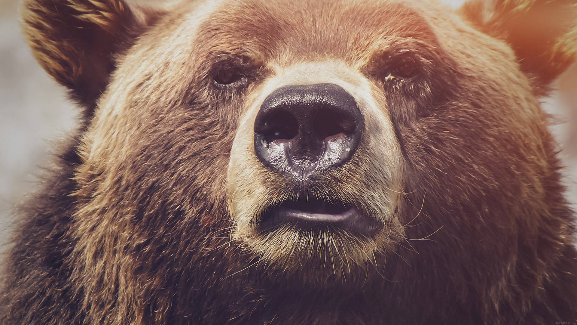 Kodiak Bear Close Encounter Background