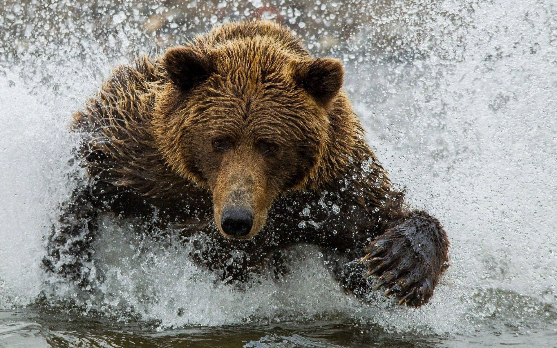 Kodiak Bear Crossing Water Background