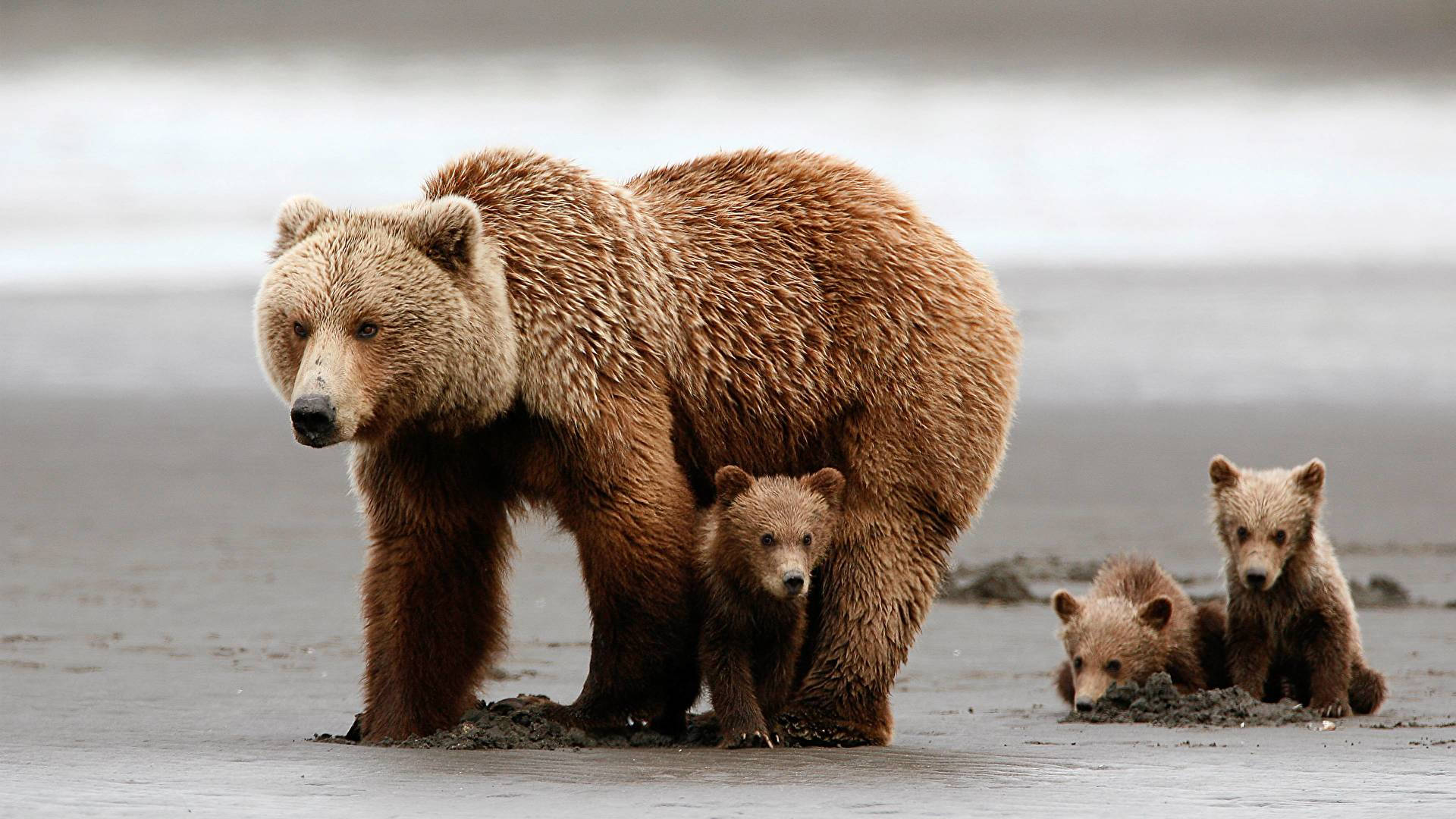 Kodiak Bear Family In Beach Background